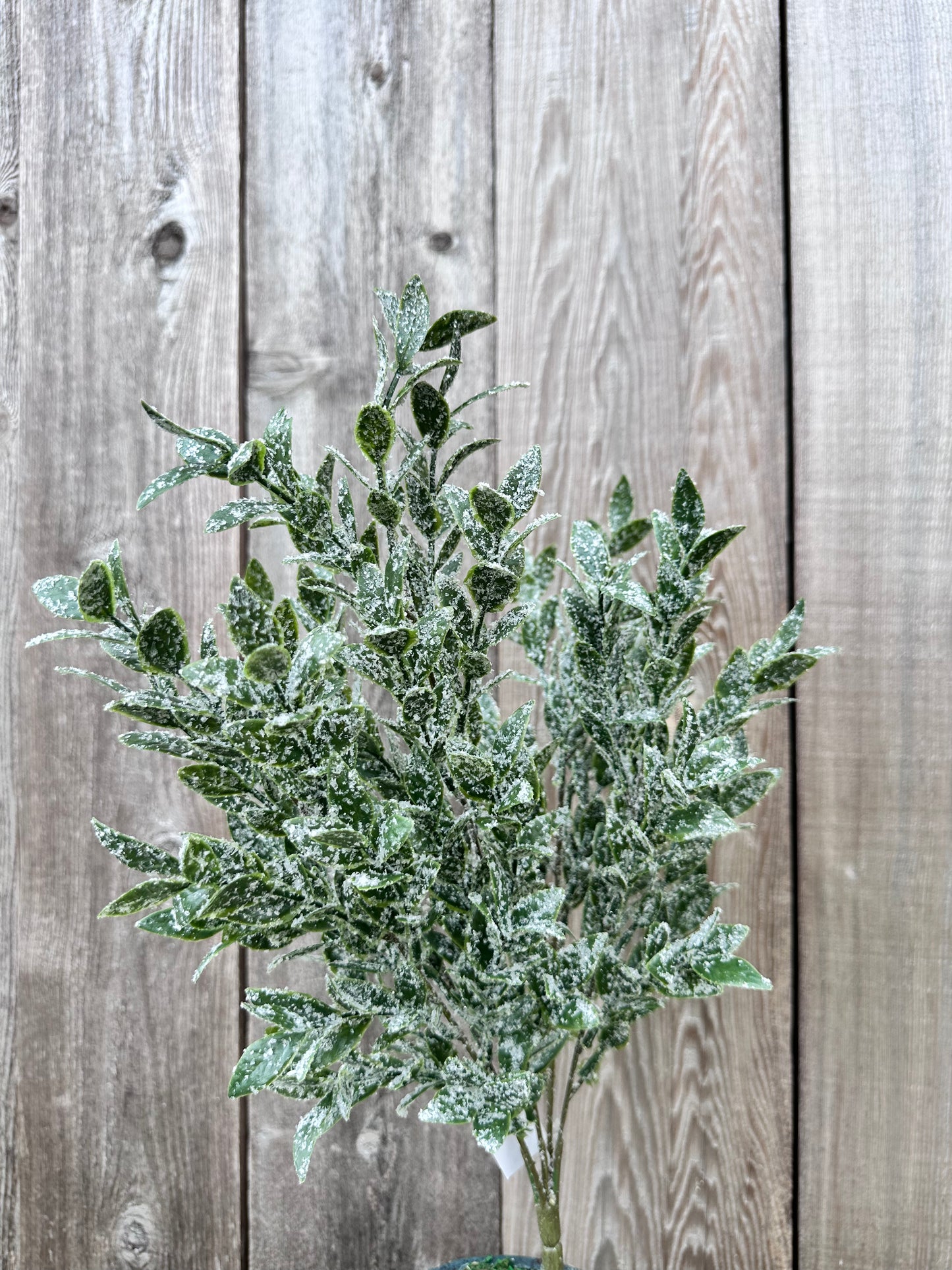RUSCUS W ICED BUSH 85254