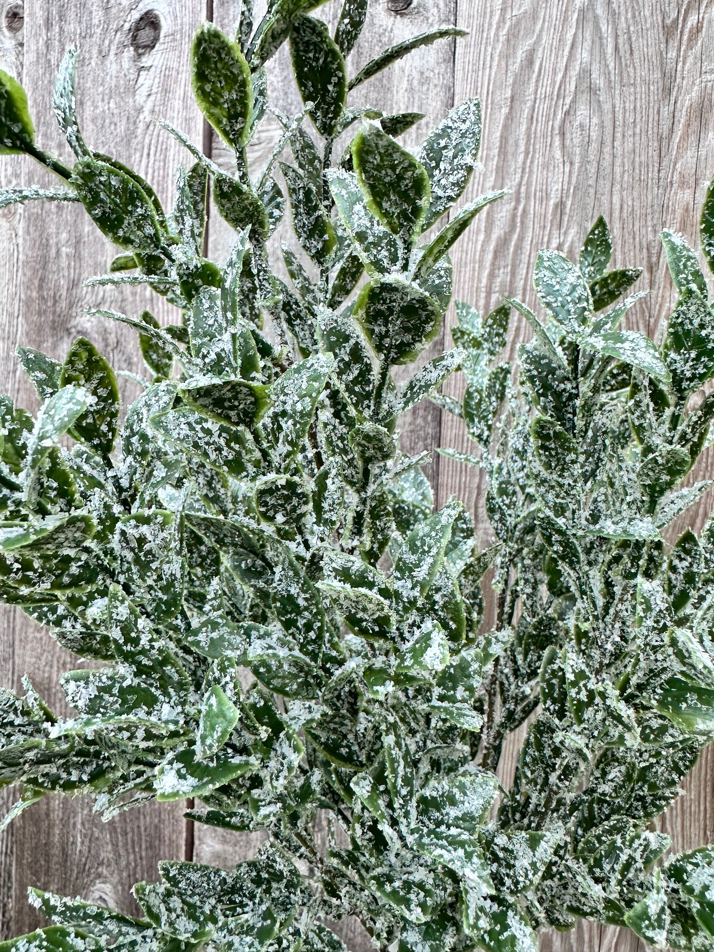 RUSCUS W ICED BUSH 85254
