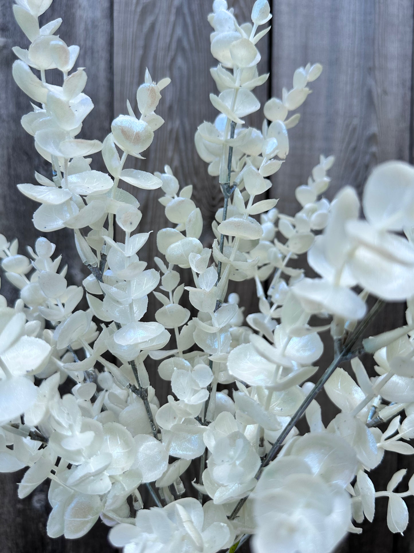 Eucalyptus Bush 86385WT