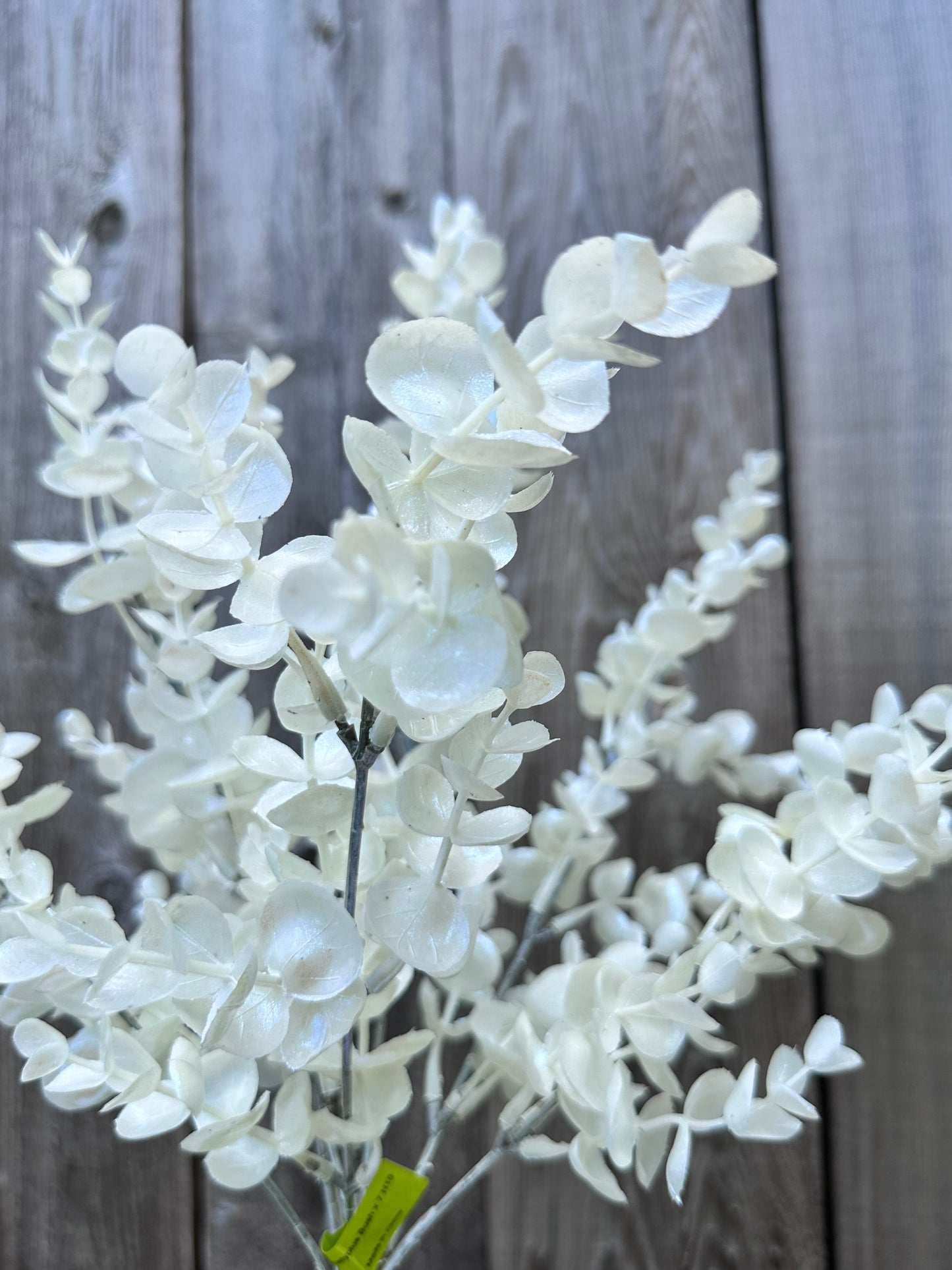 Eucalyptus Bush 86385WT