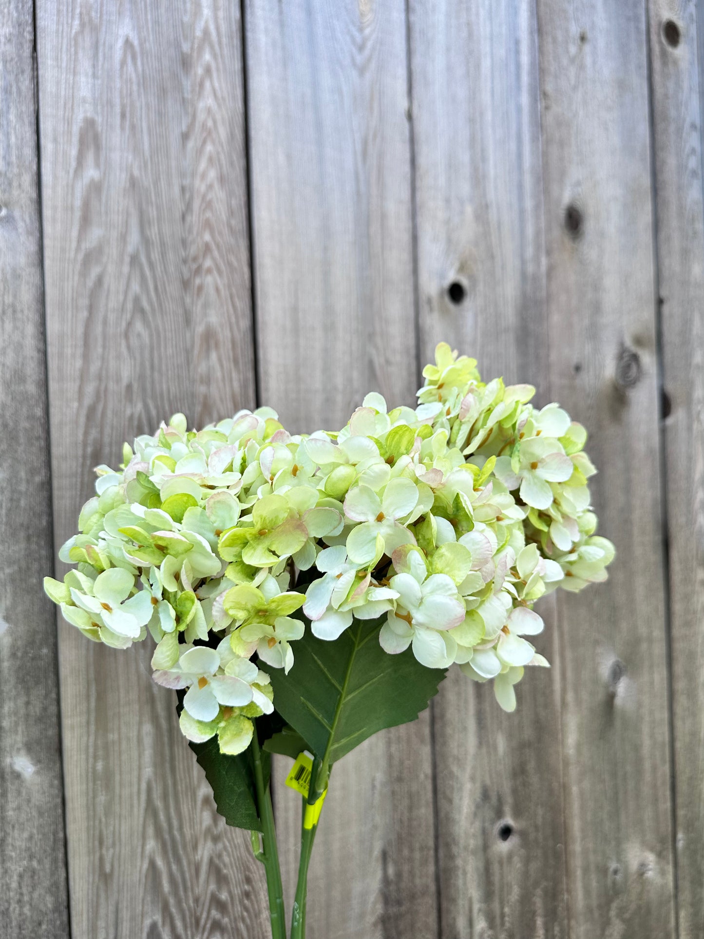 Hydrangea Bush 57328GN