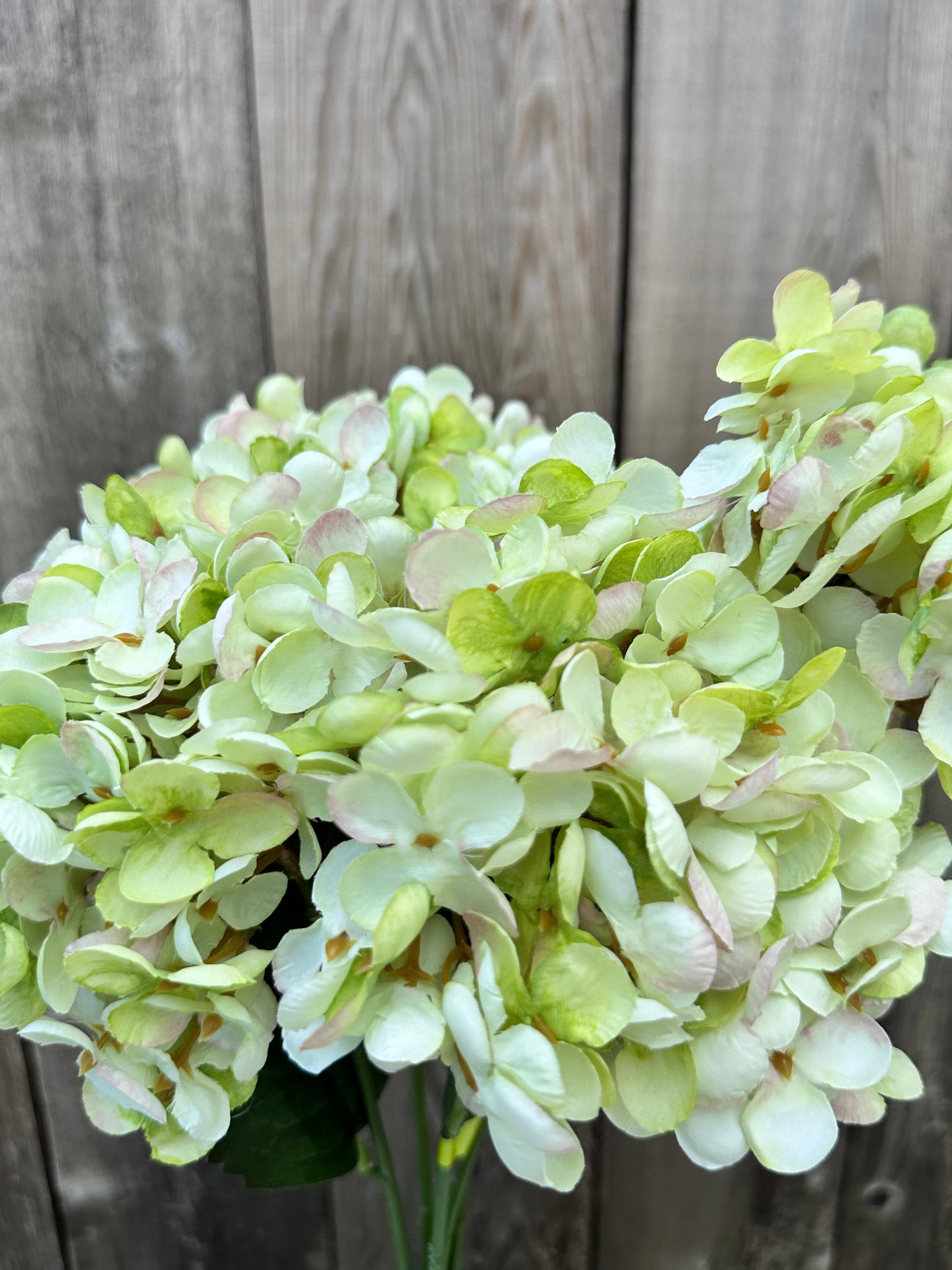 Hydrangea Bush 57328GN