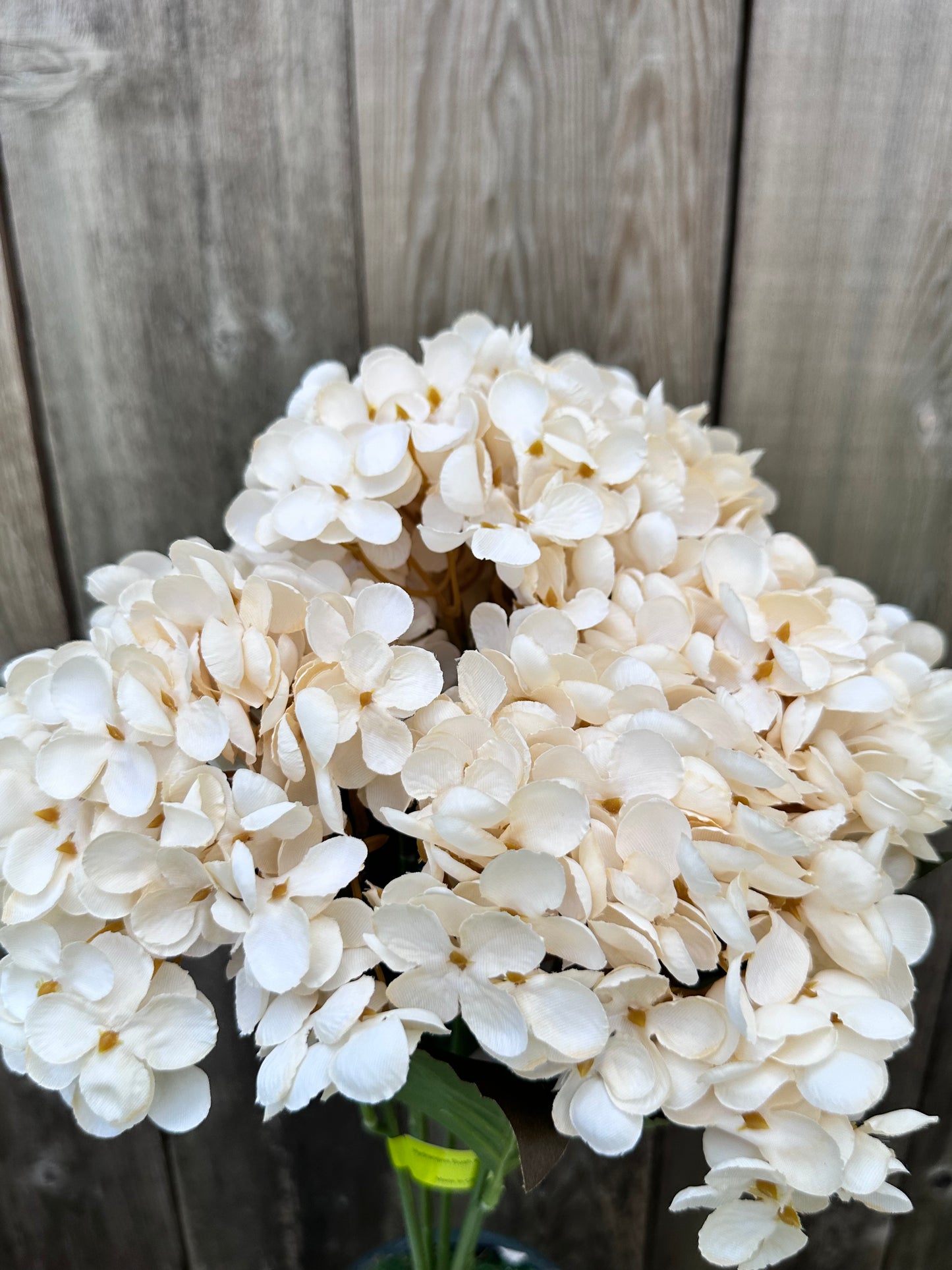 Hydrangea Bush 57328BE