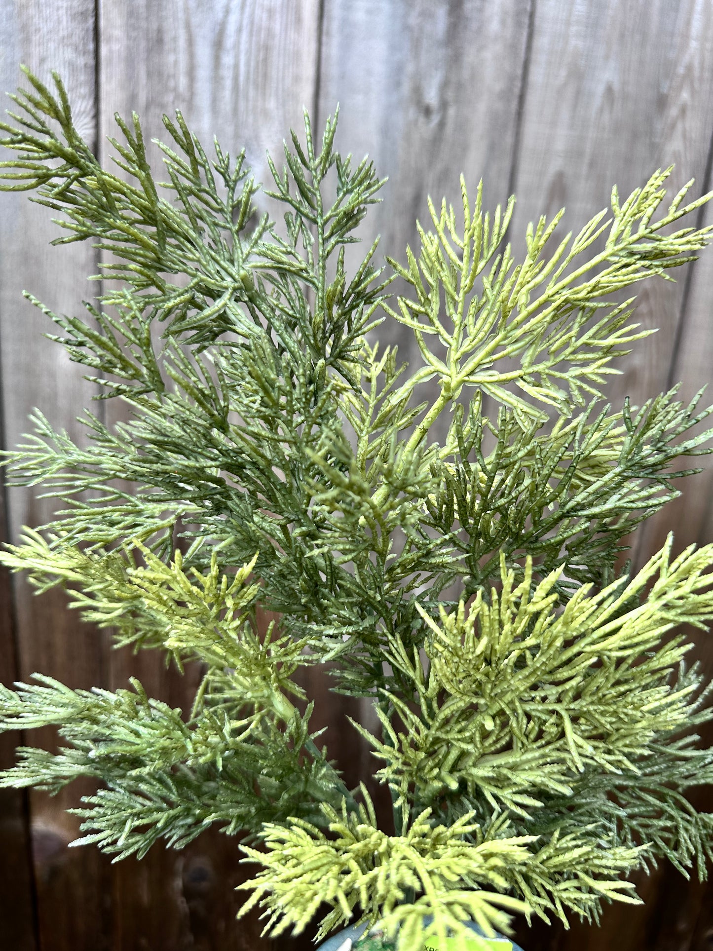 Fern Spray XP551155-063