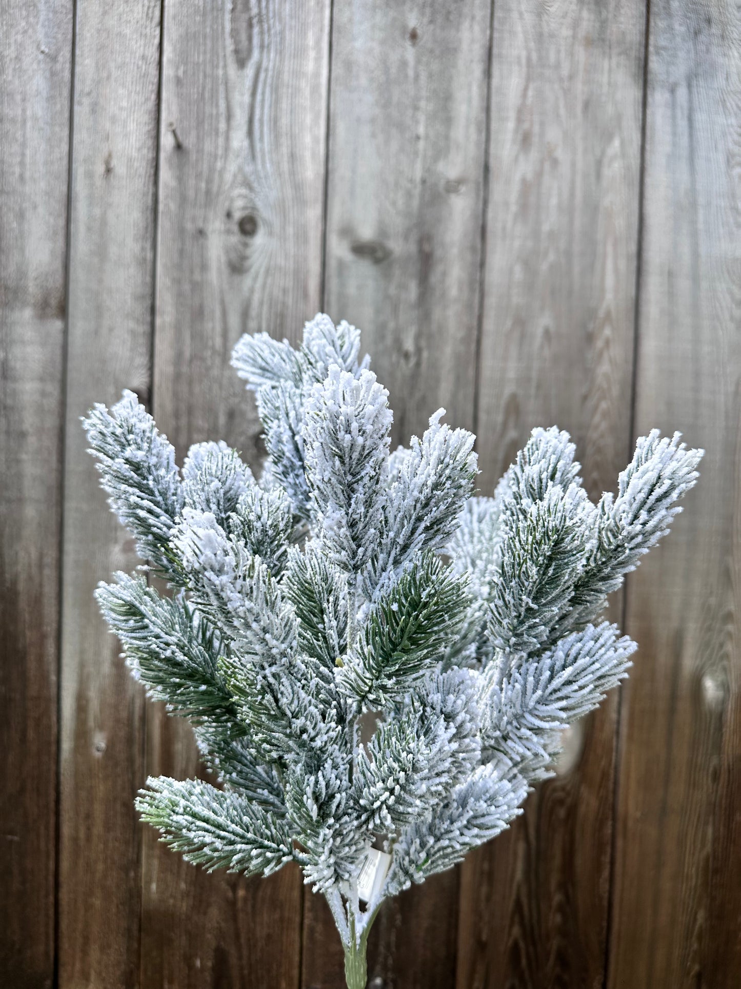 SNOW PINE BUSH XB781629-063