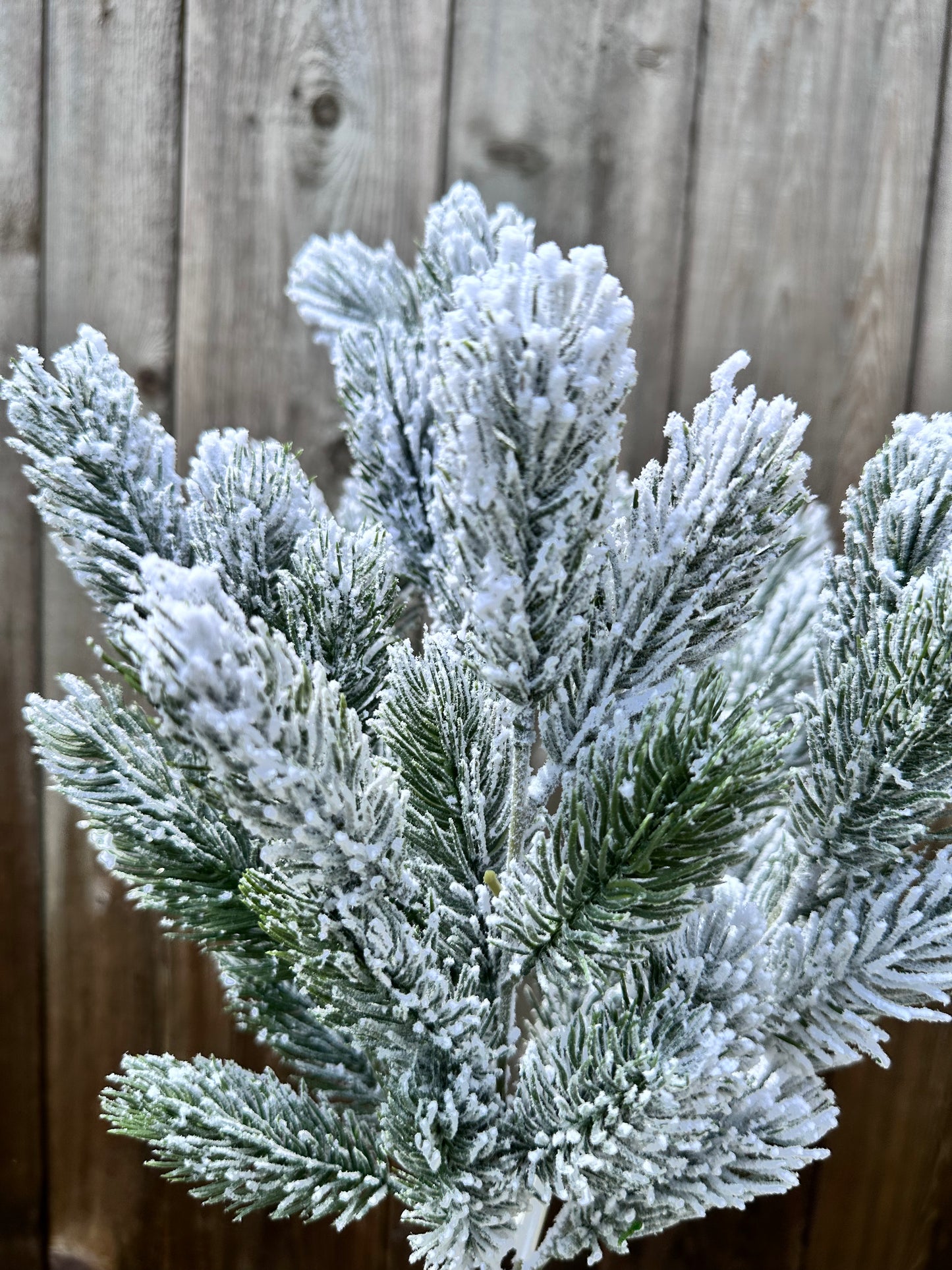 SNOW PINE BUSH XB781629-063