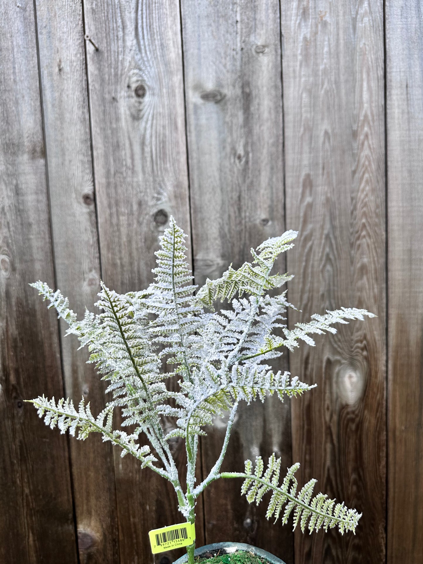 Snow Fern Pick XP551128-068