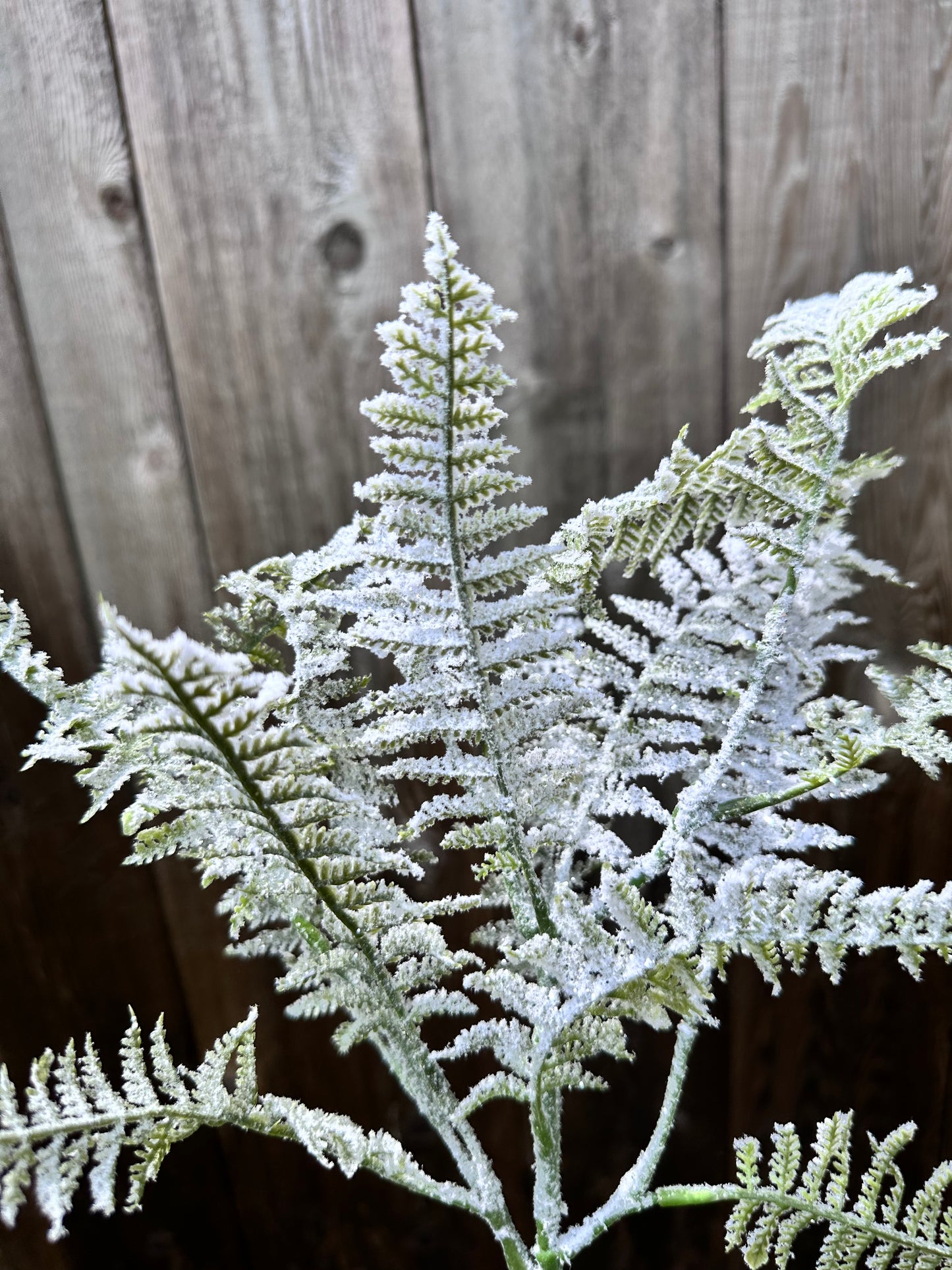 Snow Fern Pick XP551128-068