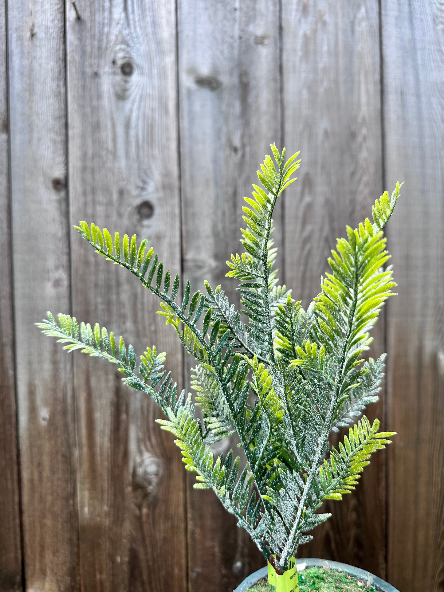 Snow Fern Pick XP55837