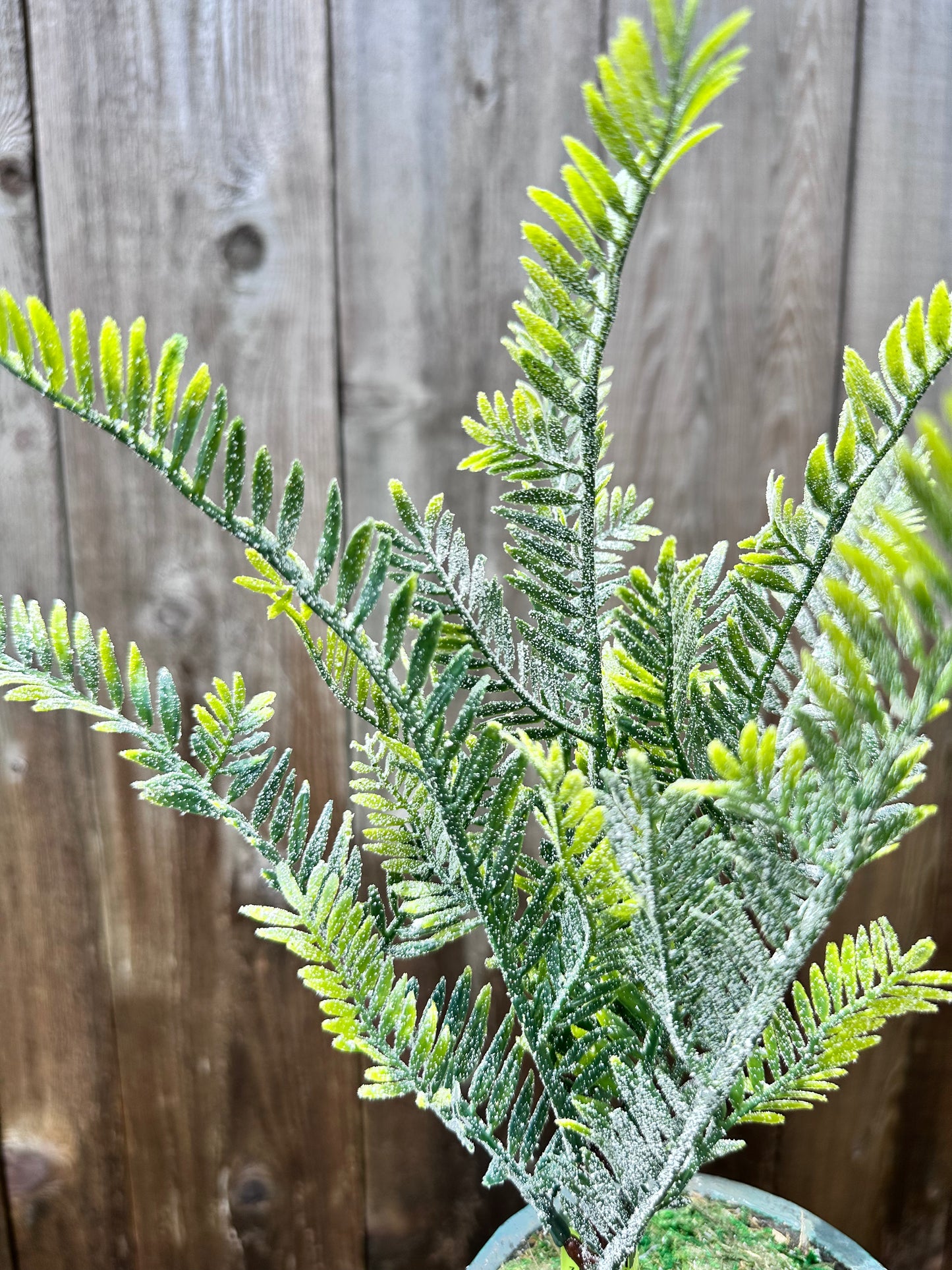 Snow Fern Pick XP55837