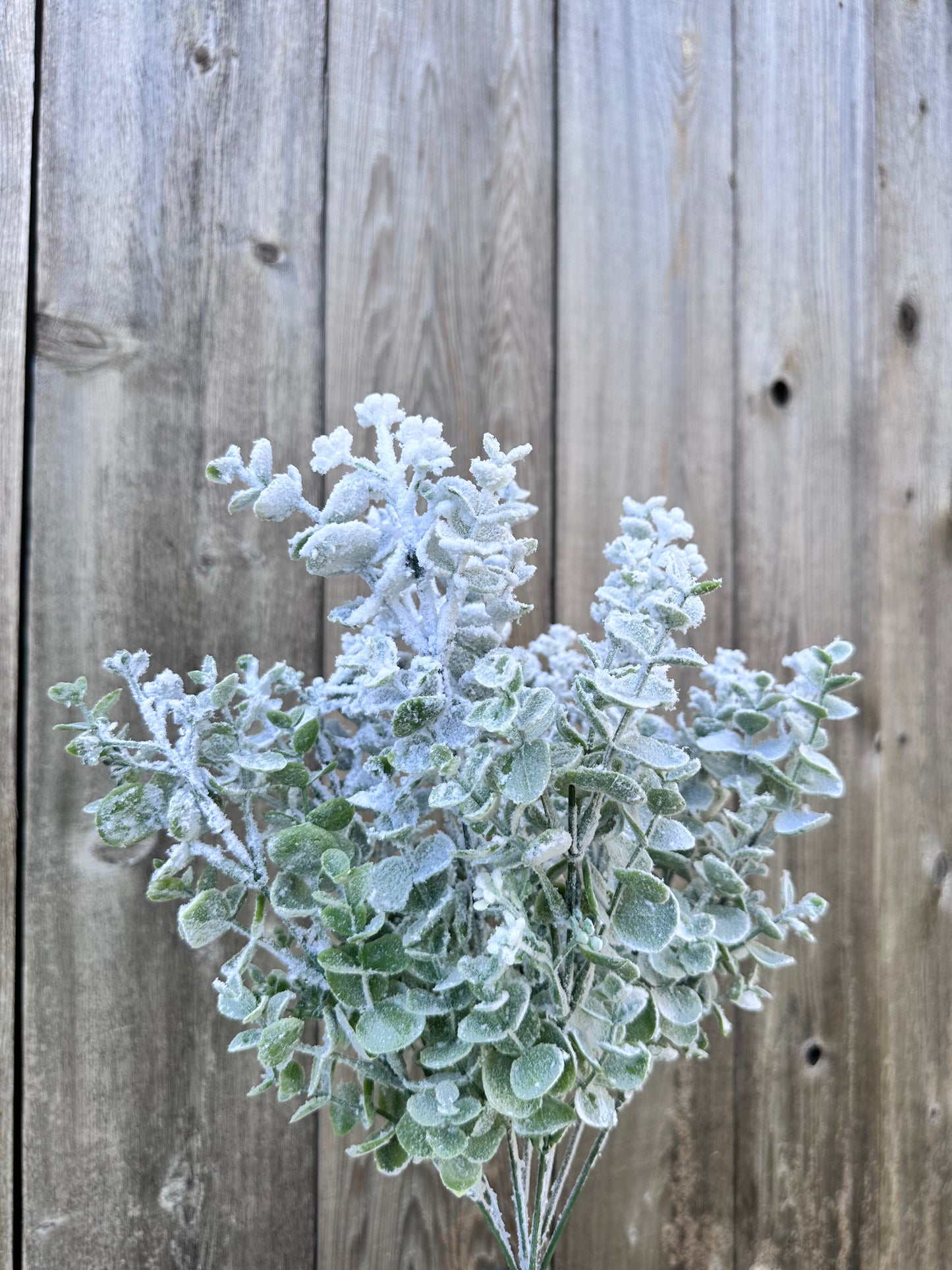 EUCALYPTUS SNOW BUSH 85284