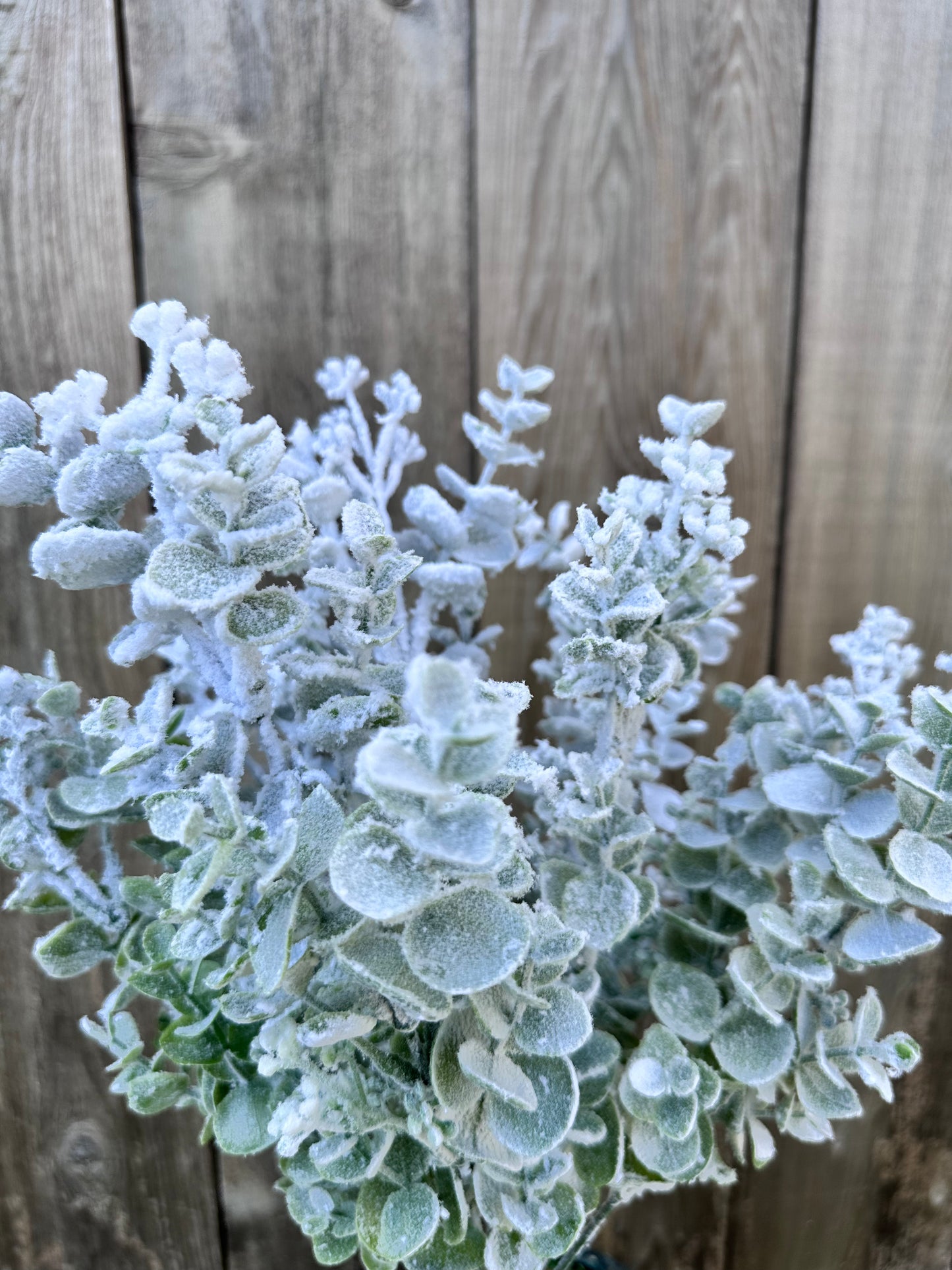 EUCALYPTUS SNOW BUSH 85284