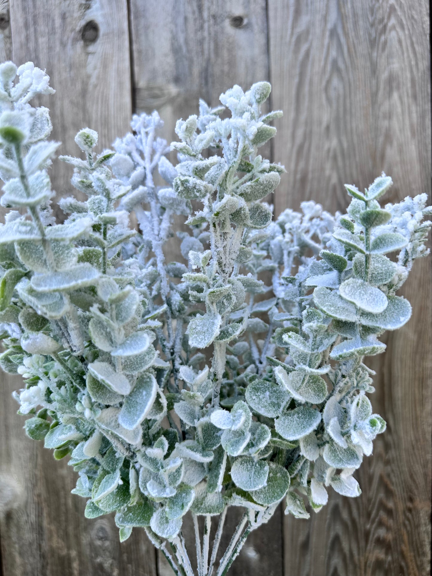 EUCALYPTUS SNOW BUSH 85284