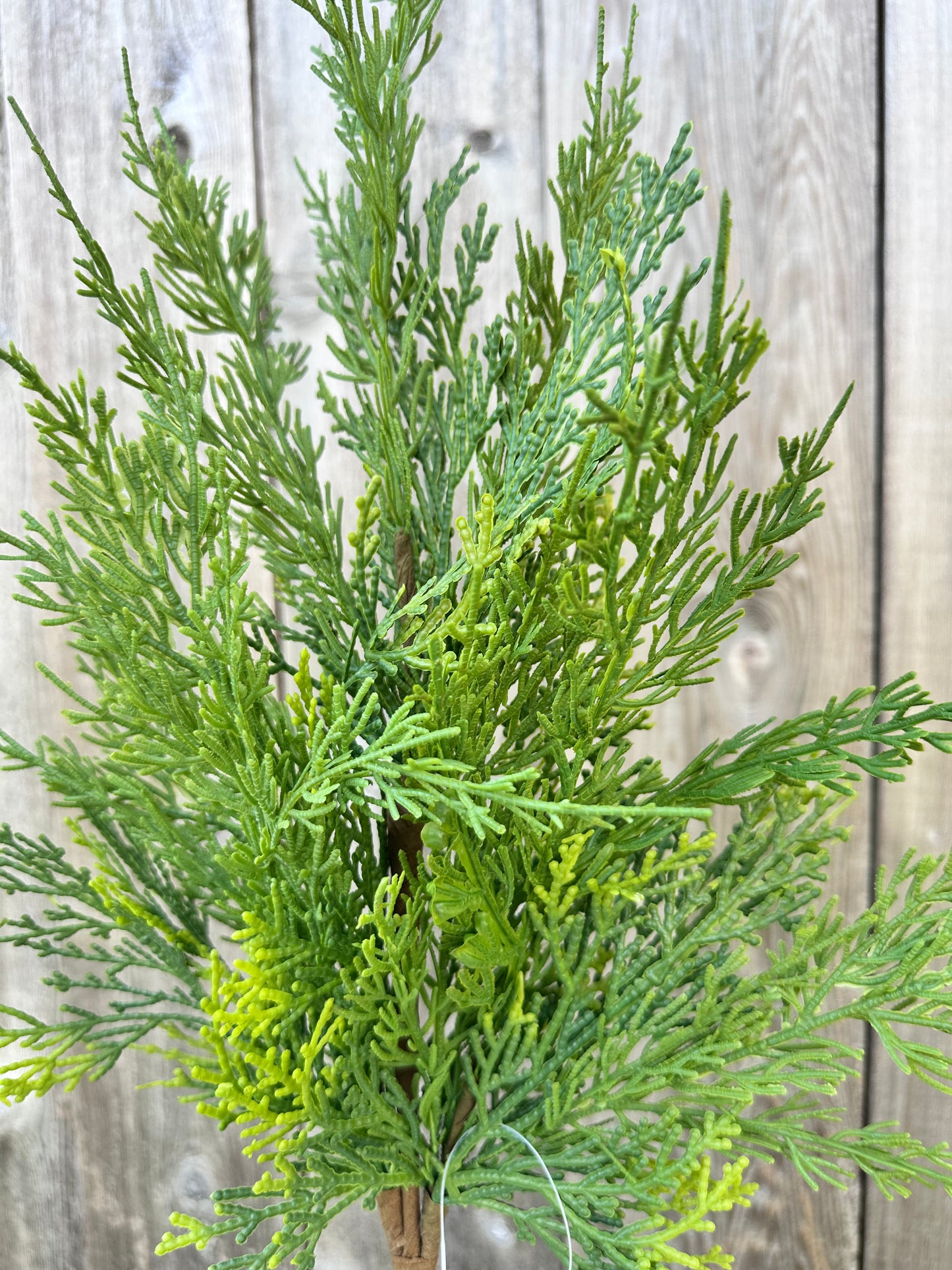 CYPRESS SPRAY 64643