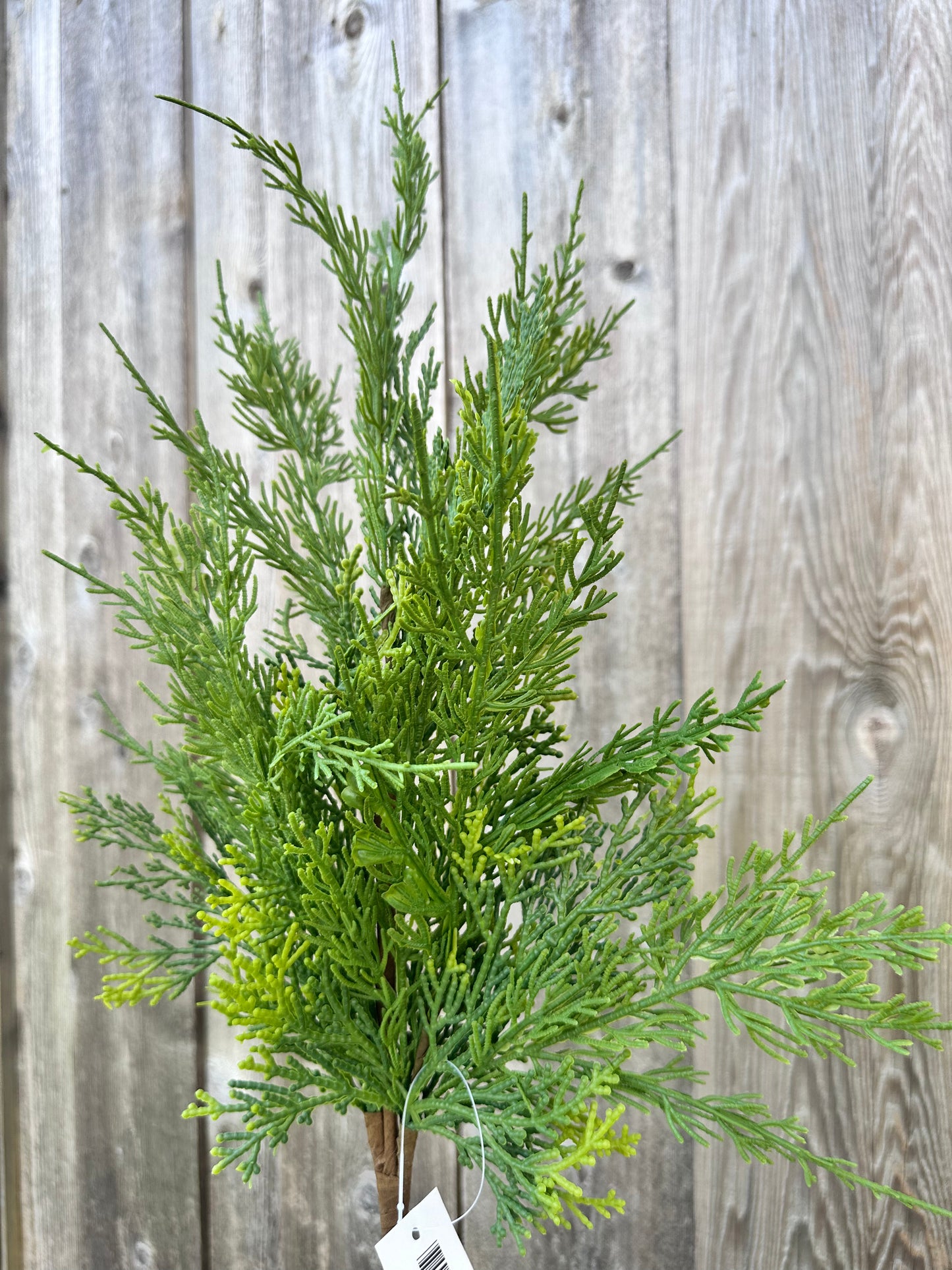 CYPRESS SPRAY 64643
