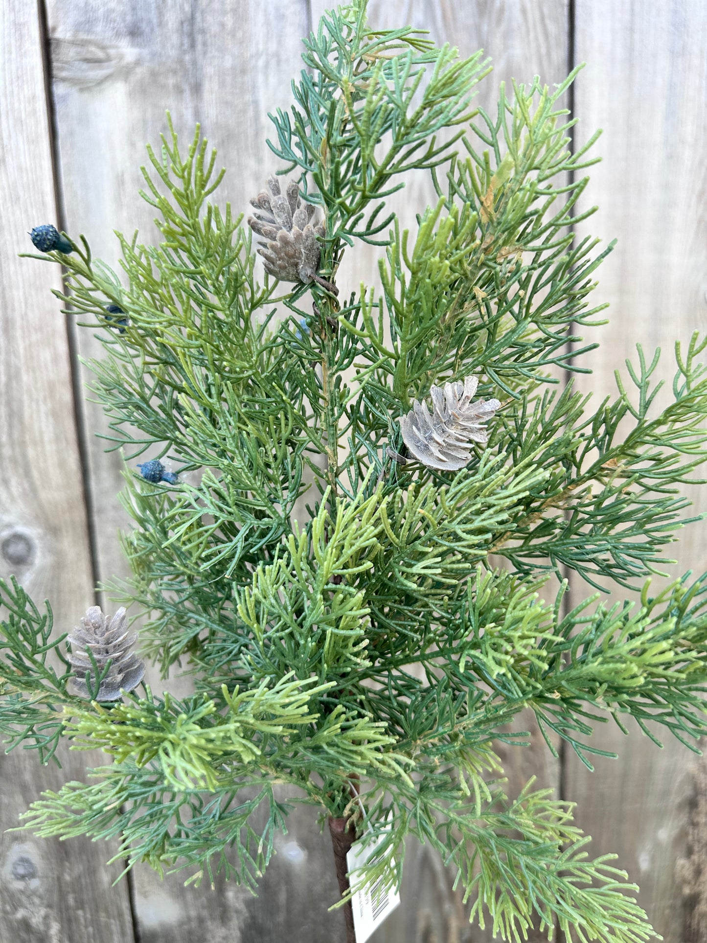 CEDAR SPRAY 85199