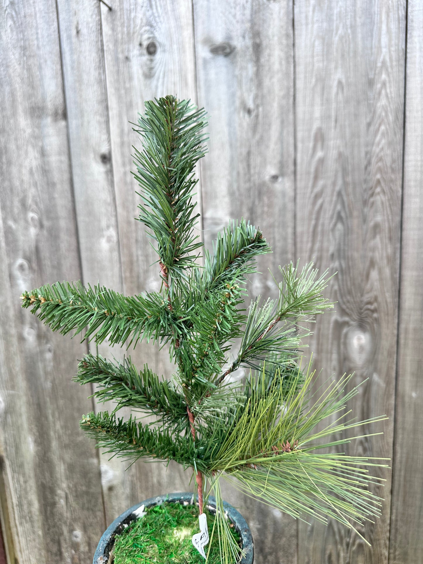 GEORGIA PINE SPRAY CVS001
