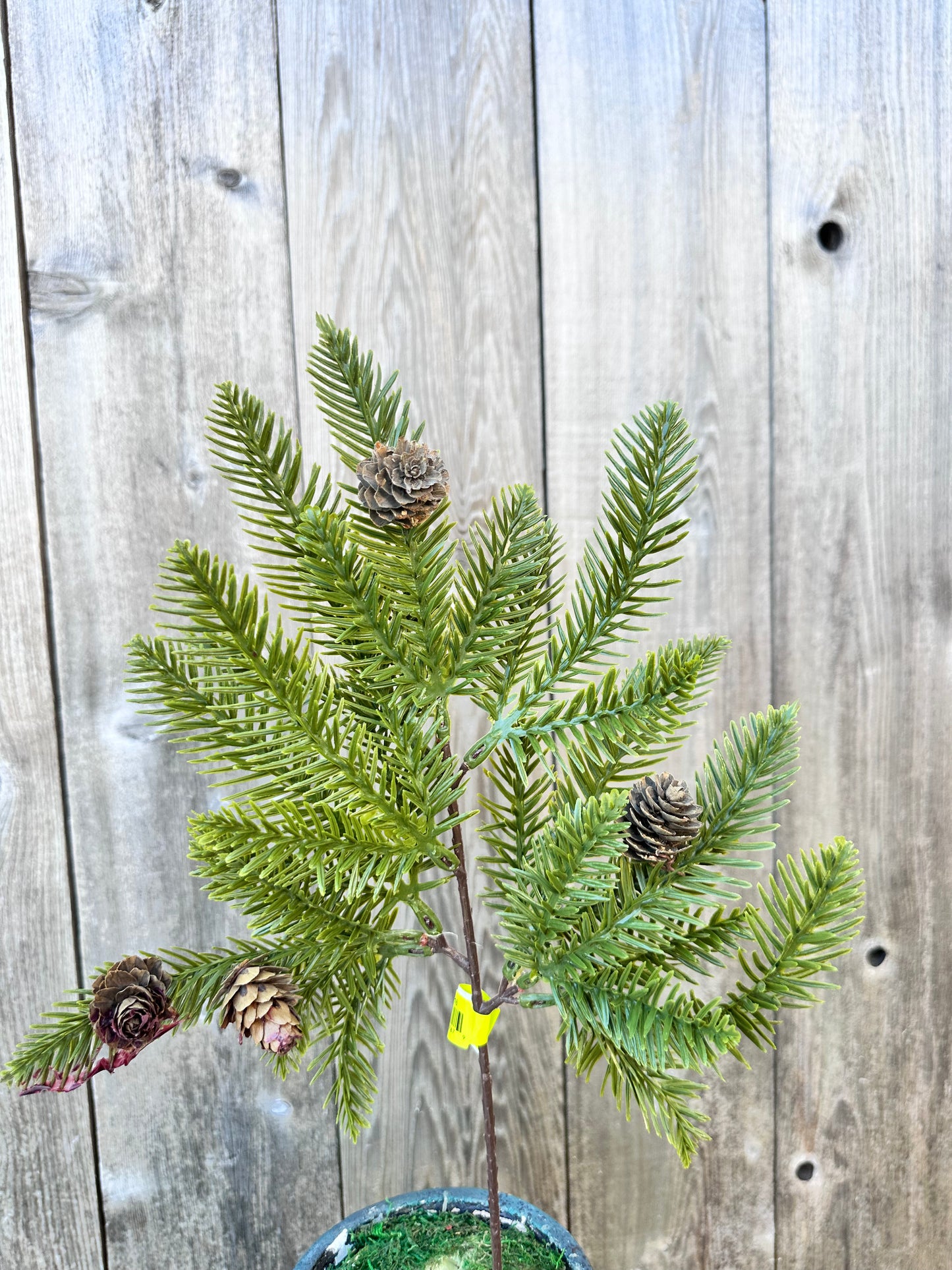 Pine Pinecone Pick 85459SP16