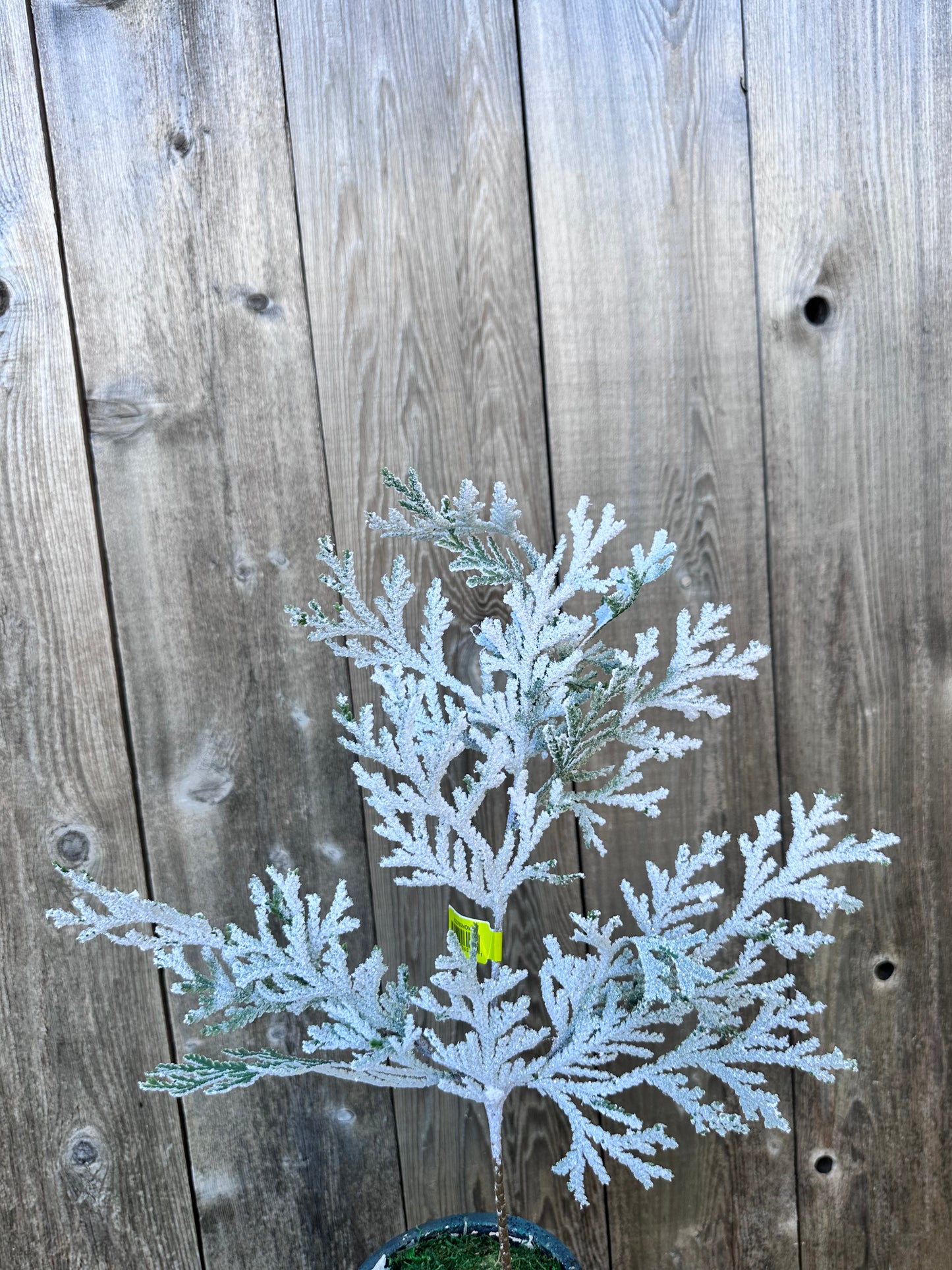 Snow Cedar Spray 82276SNOW