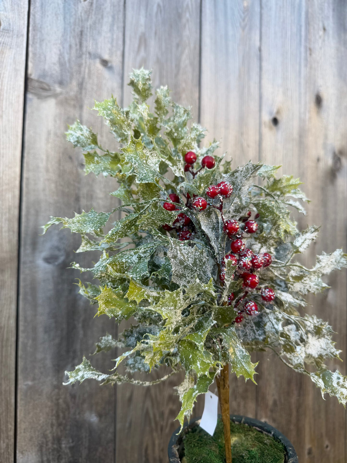 HOLLY LVS & BERRIES BUSH 20117