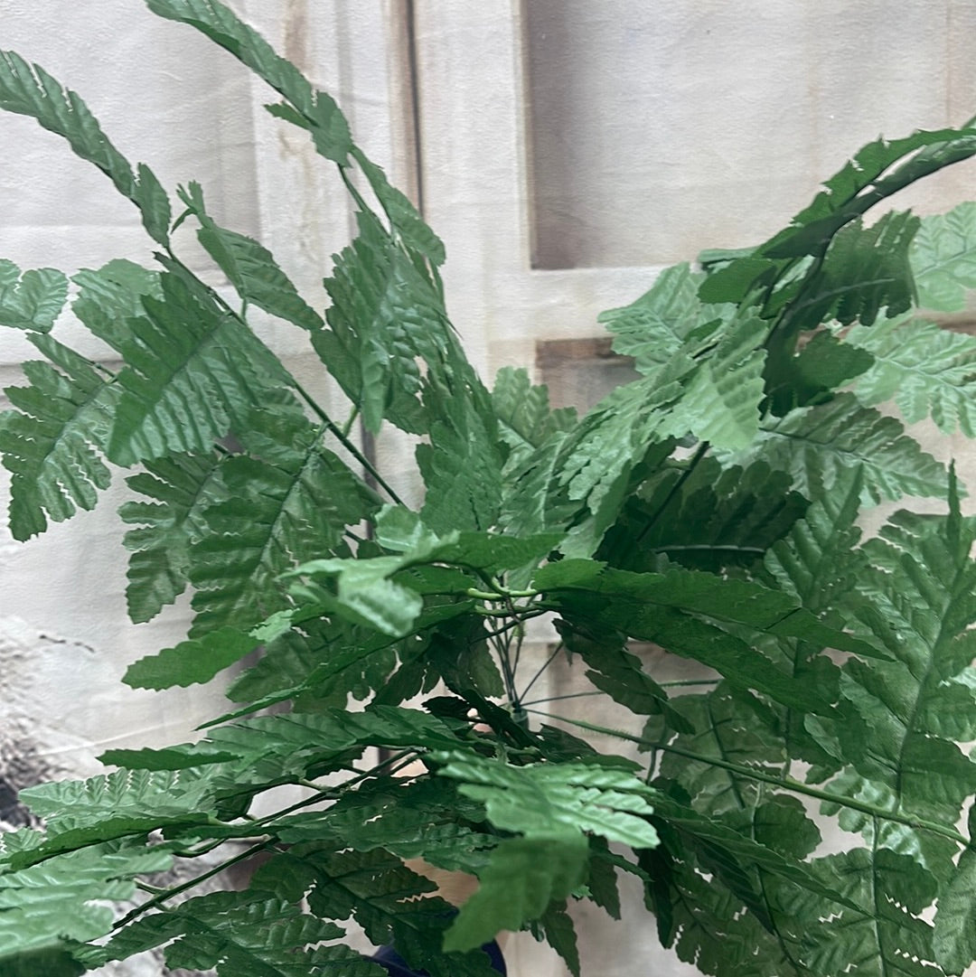 Leather Fern Bush  55661