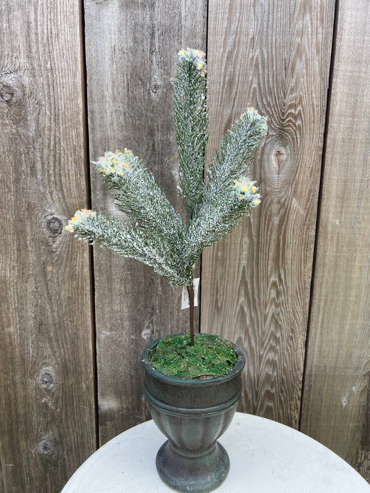 PINE SPRAY W SNOW   85193