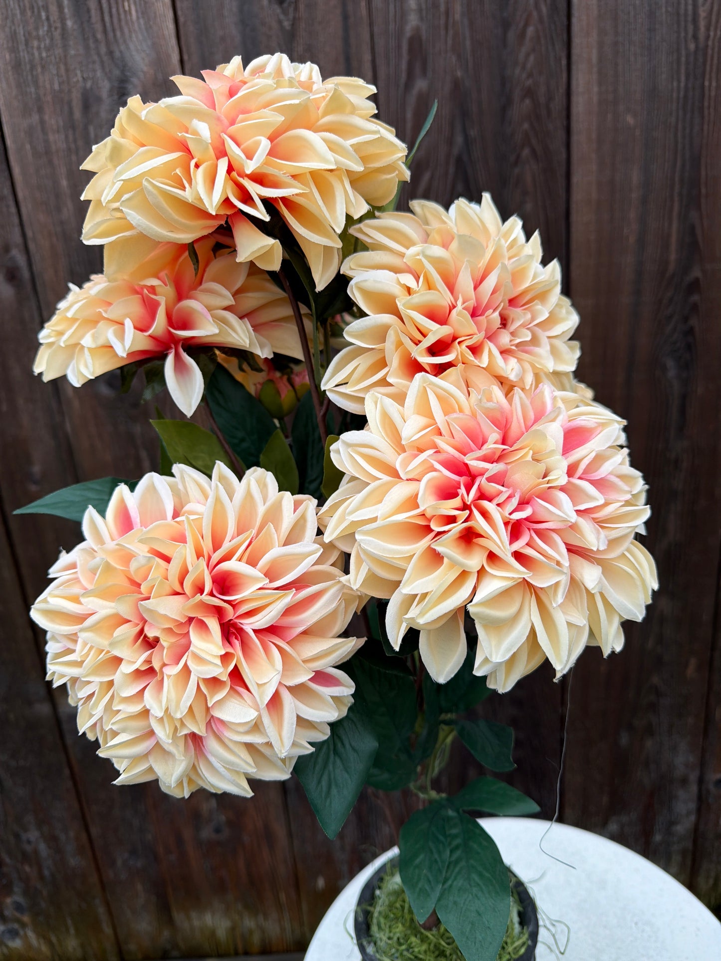 DAHLIA BUSH    82419-PH
