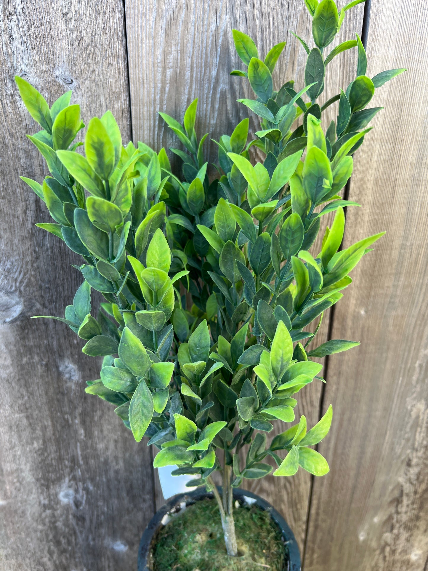 RUSCUS BUSH 81580