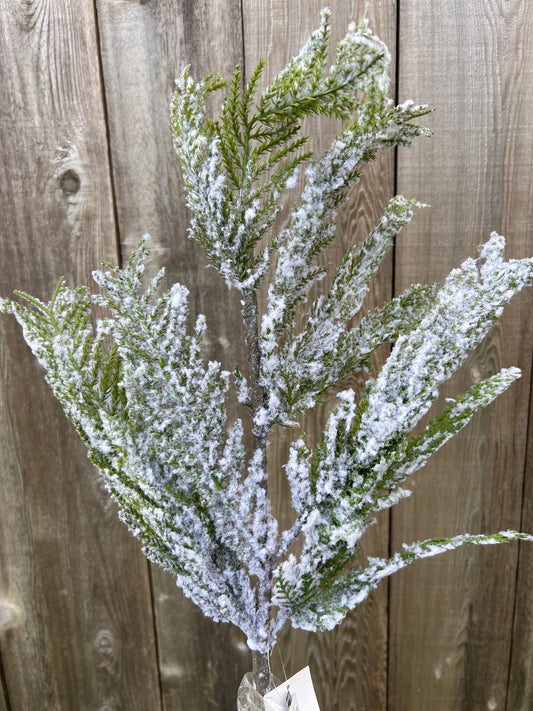 NORFOLK ISLAND CEDAR SPRAY   SP1281