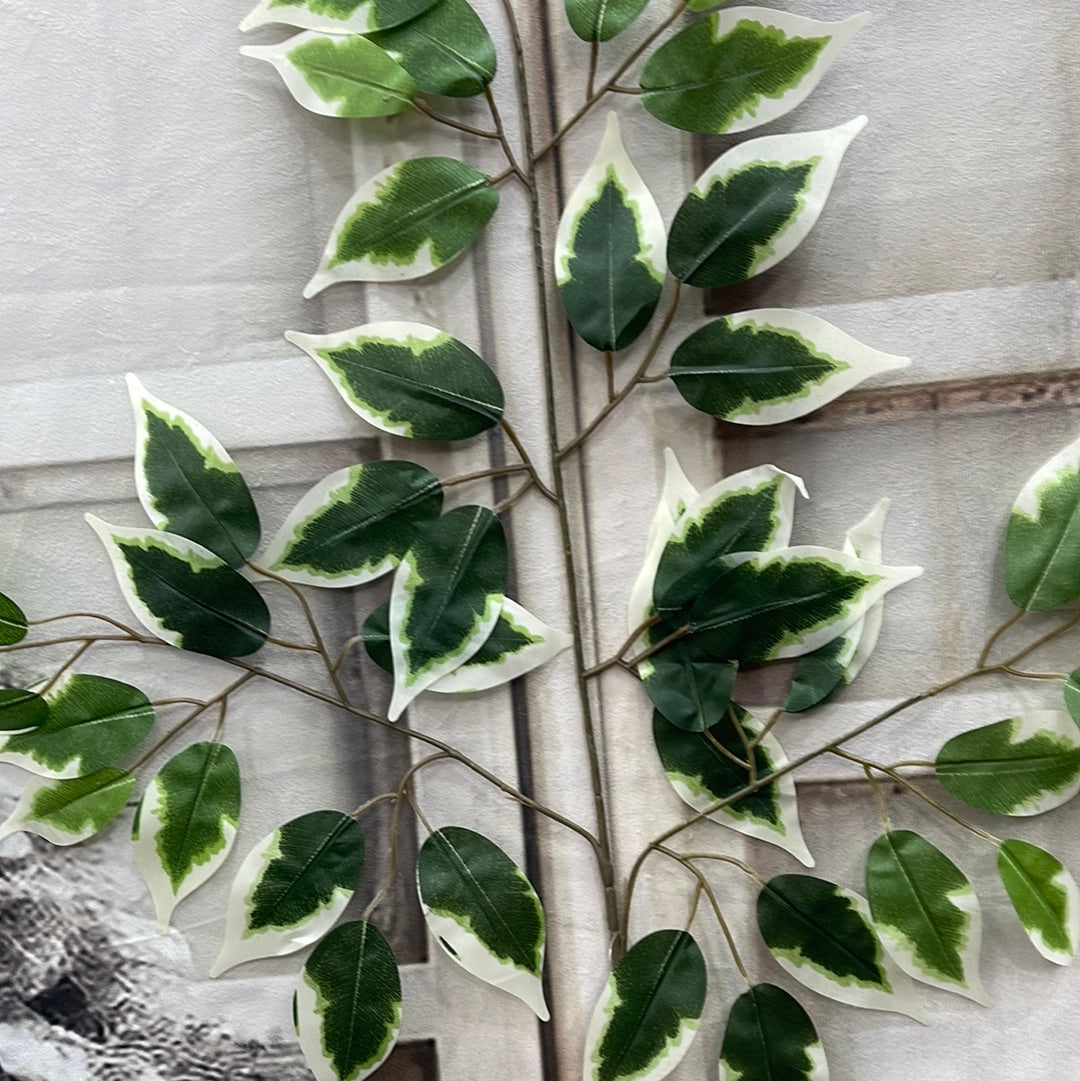 FICUS SPRAY   57000-VARIEGATE