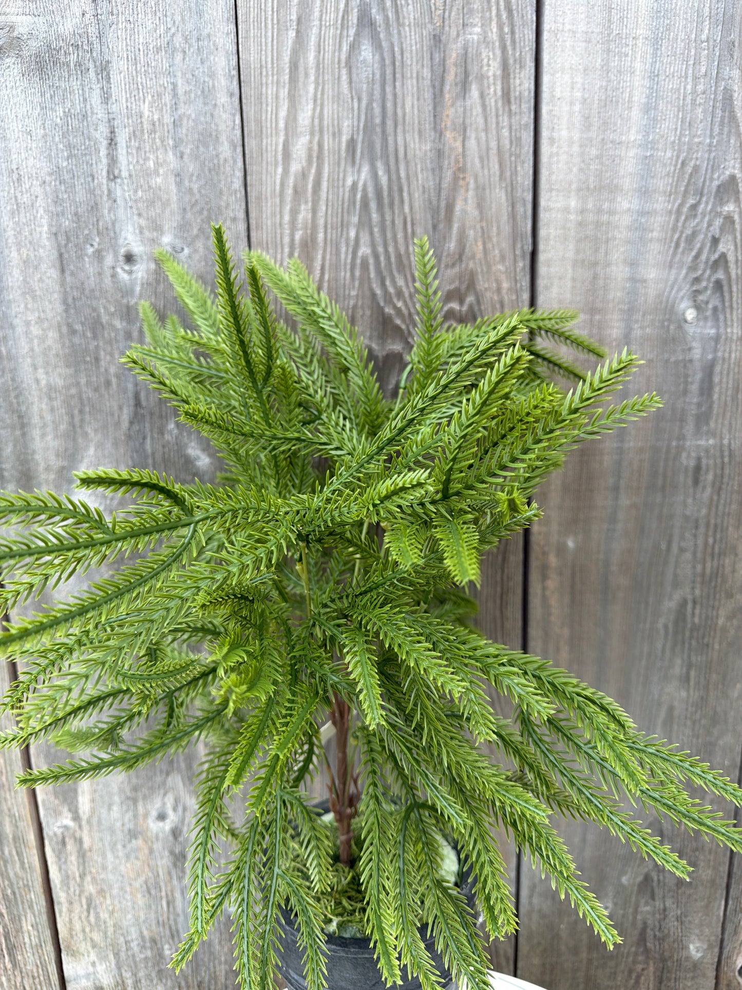 XMAS GRASS BUSH   37594