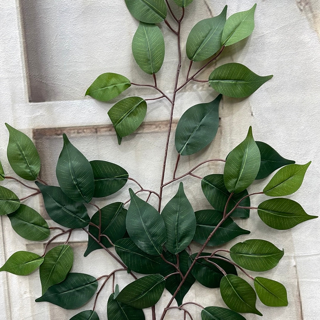 FICUS SPRAY   57000-GN