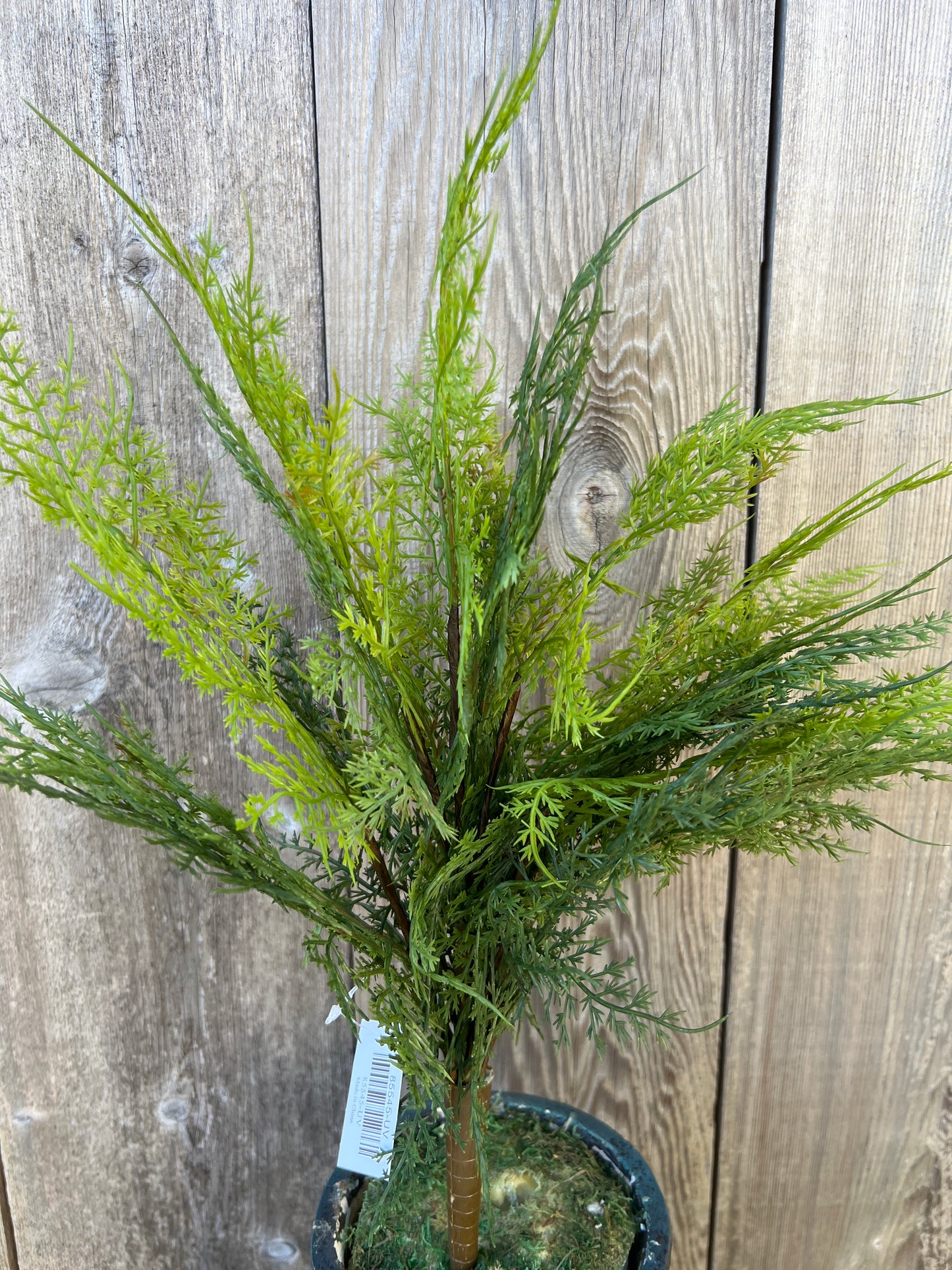 SOFT TOUCH ASPARAGUS   85545-UV