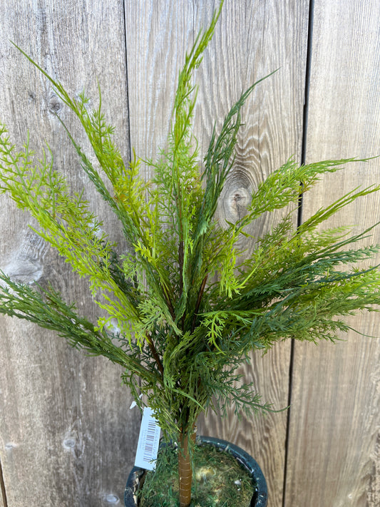 SOFT TOUCH ASPARAGUS   85545-UV