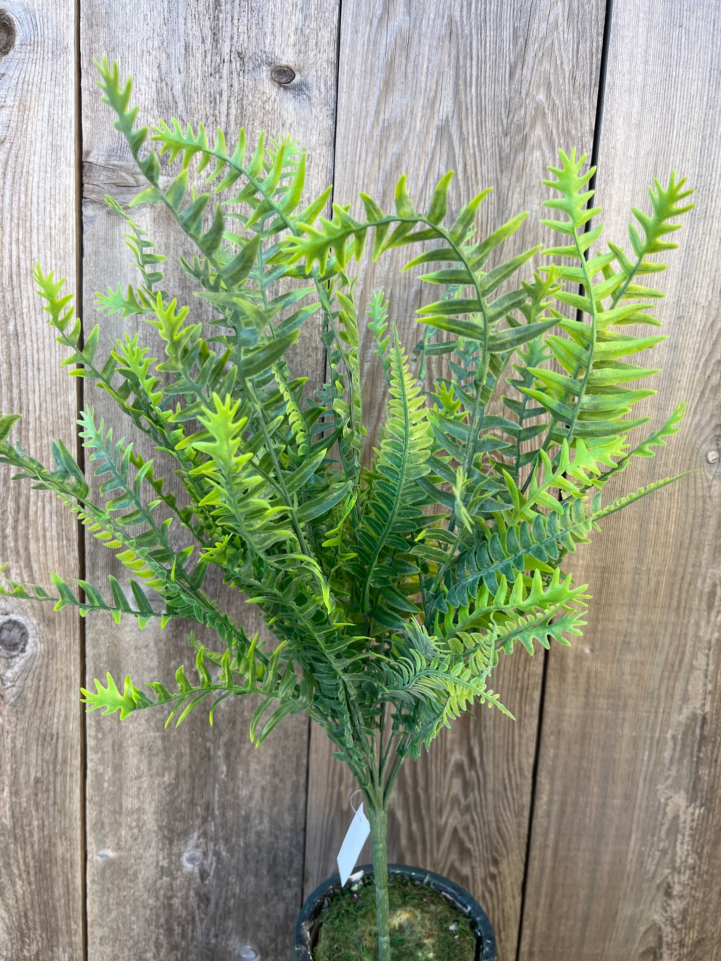 PLASTIC FERN BUSH   83353-FROSTED