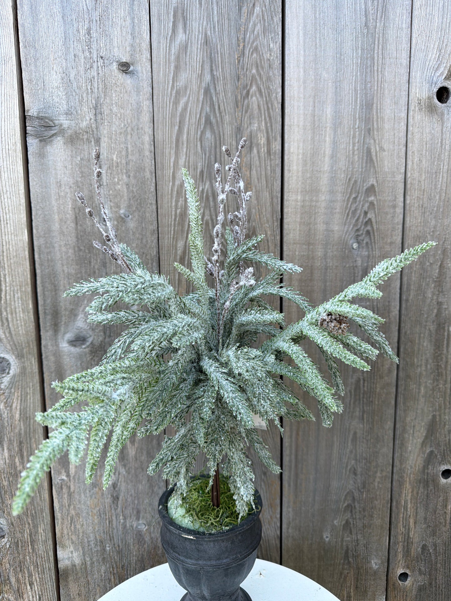 Snowdrift Norfolk Pine Bundle           XAD1058