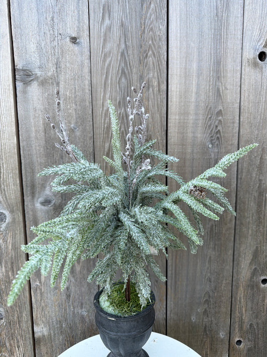 Snowdrift Norfolk Pine Bundle           XAD1058