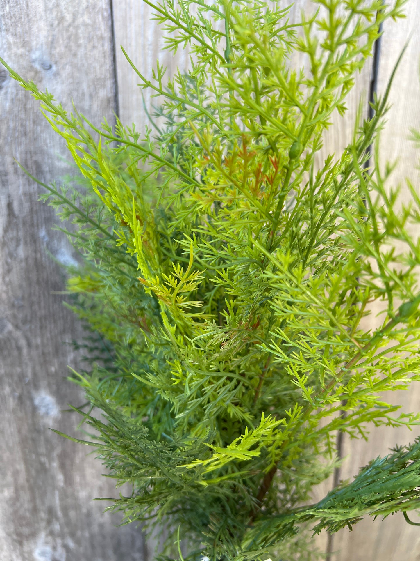 SOFT TOUCH ASPARAGUS   85545-UV