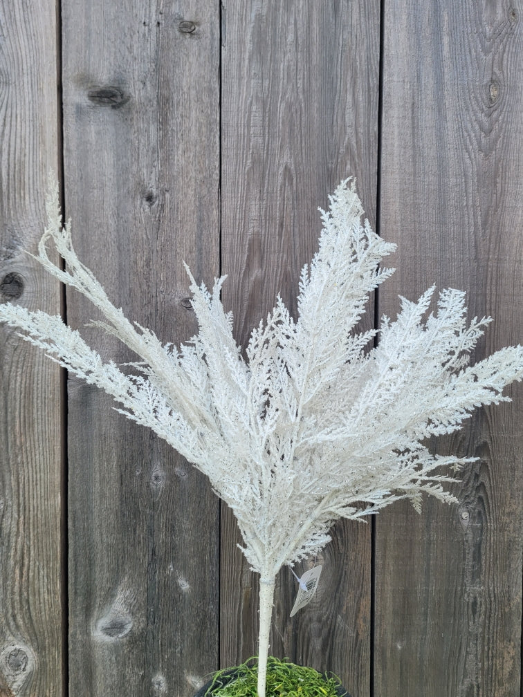 Cedar Bush