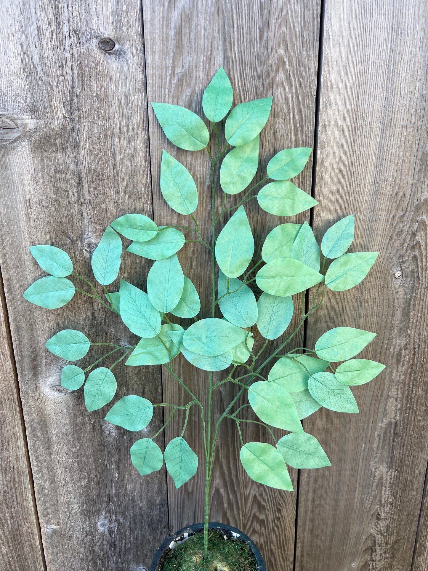 FICUS SPRAY GREEN (BUNDLE6)   85352-GN