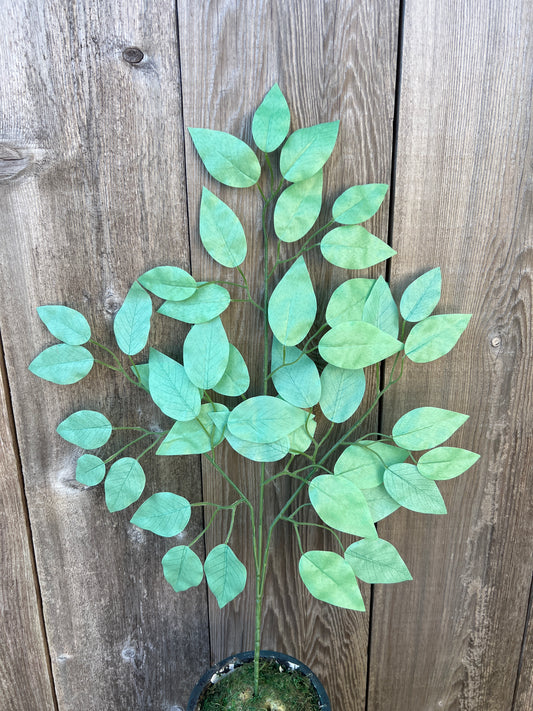 FICUS SPRAY GREEN (BUNDLE6)   85352-GN