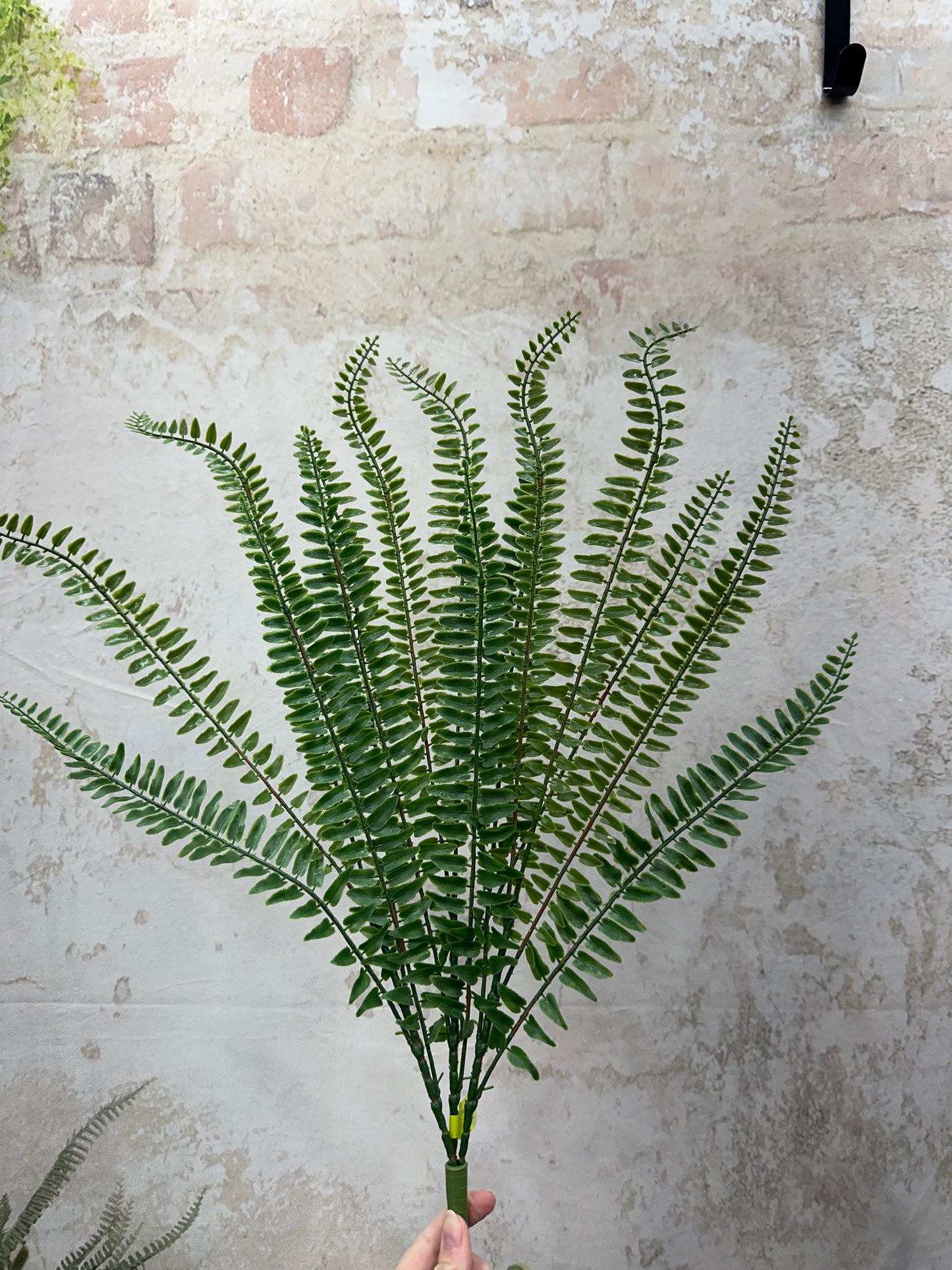 Boston Fern Bush   13619GN