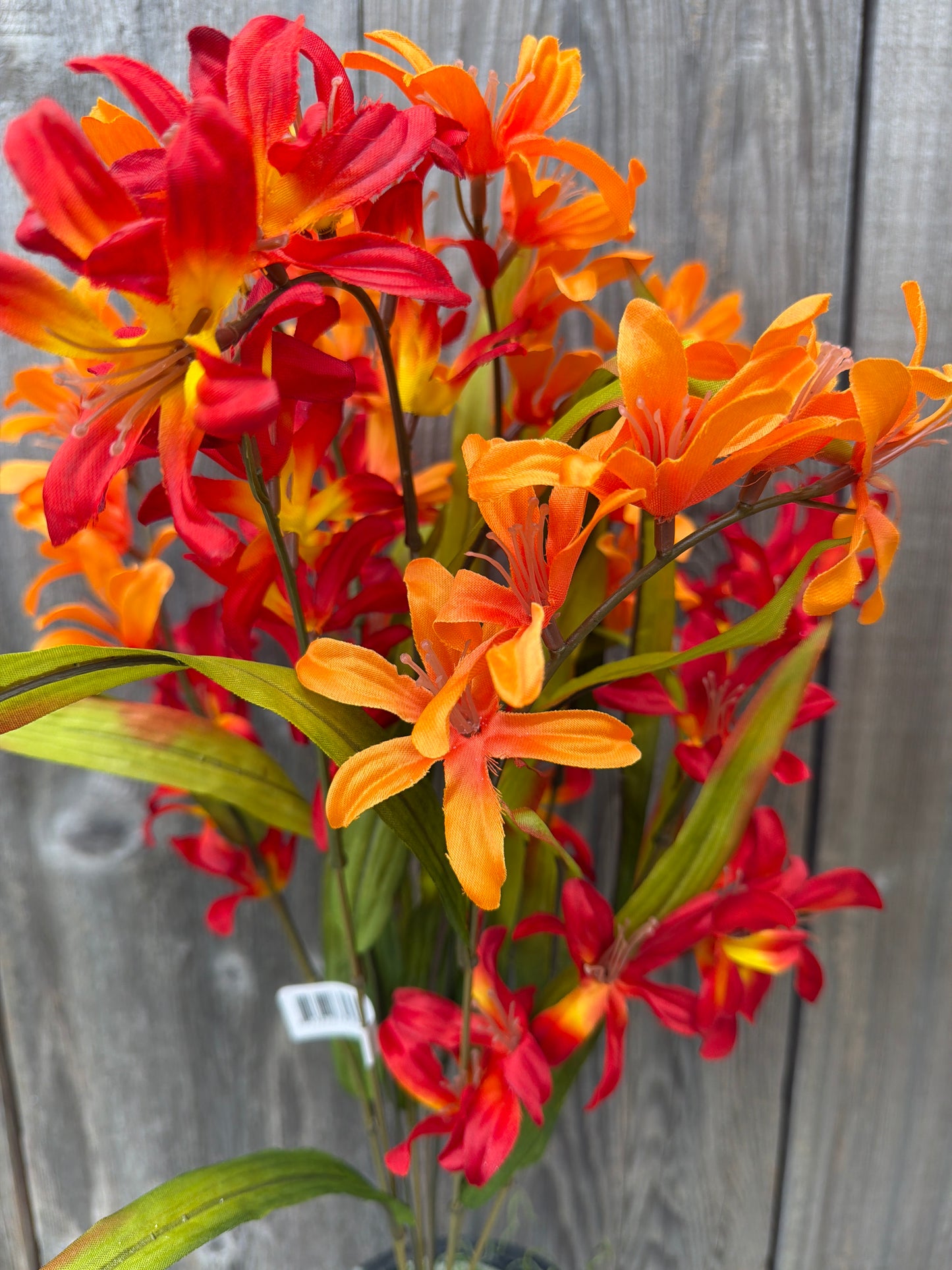 FREESIA BSH    73253