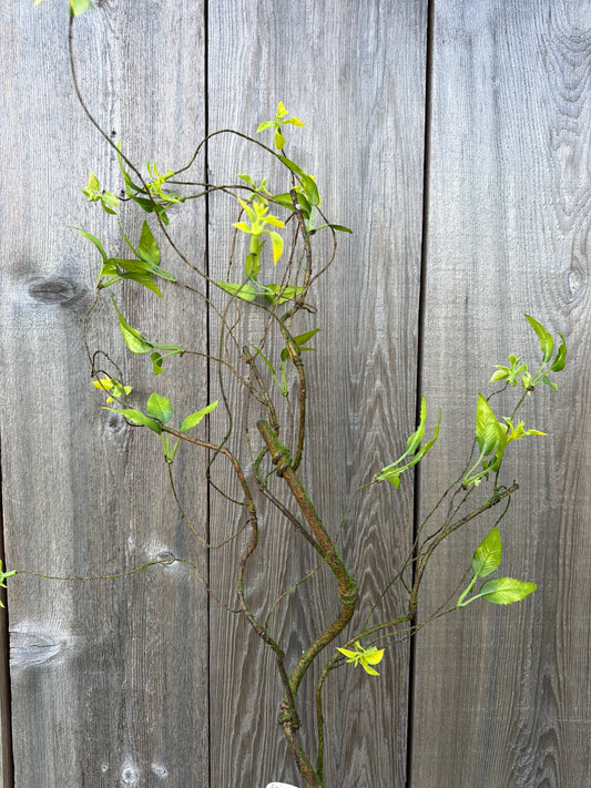 WILD SMILAX VINE    MTF26634