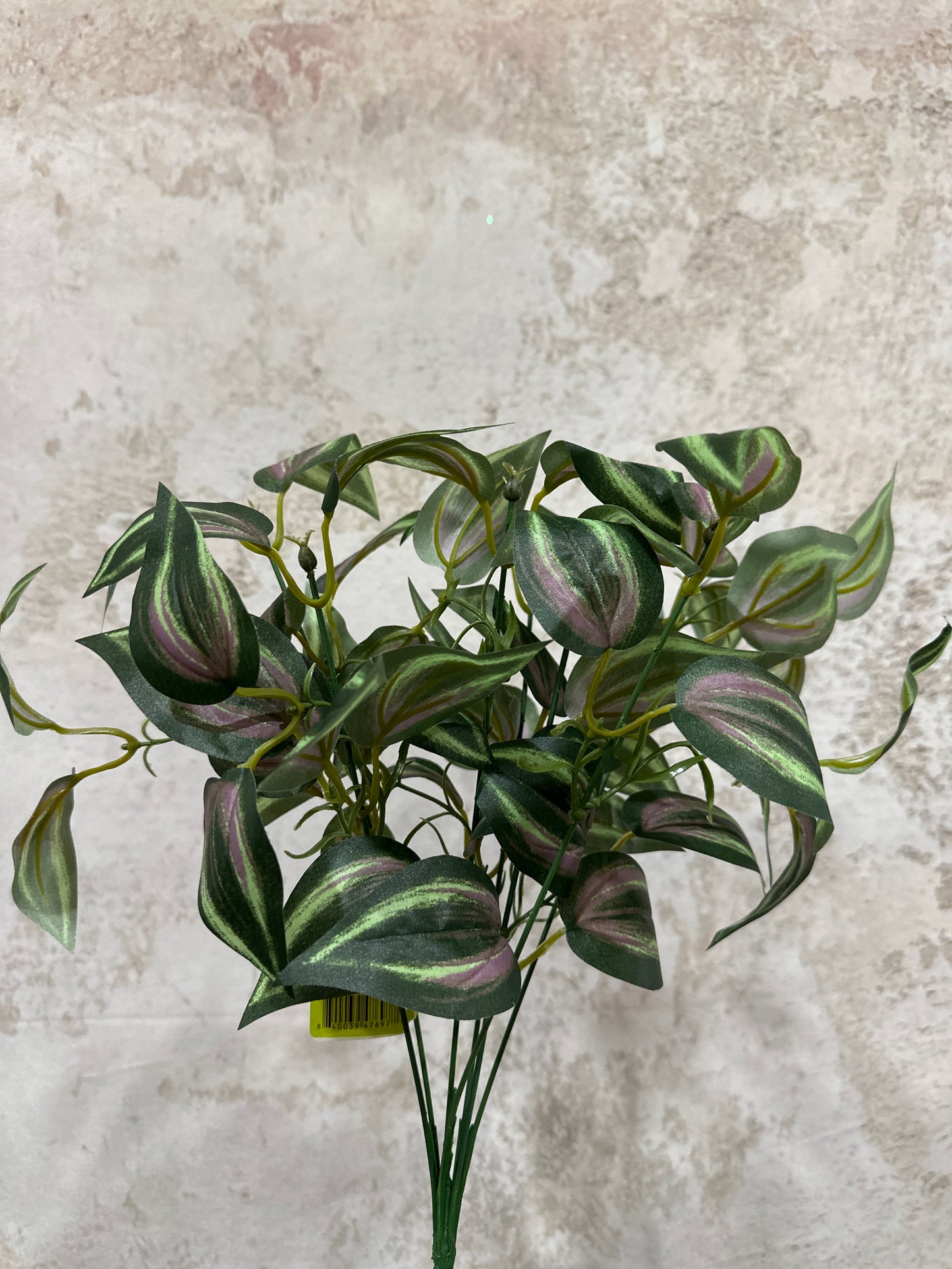 Tradescantia Bush   13648PUGN