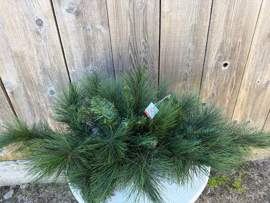 PINE TABLE SWAG   32IN   C80862