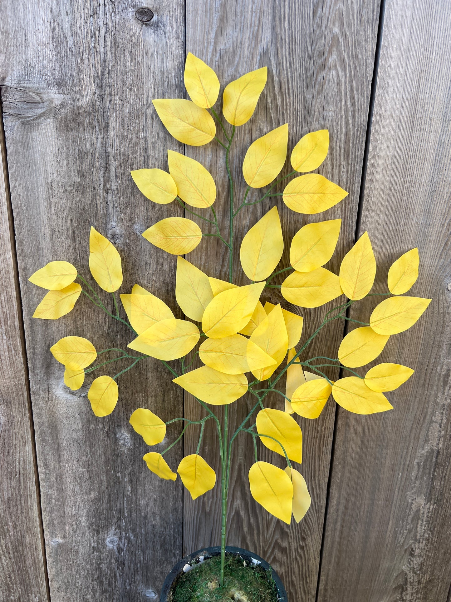 FICUS SPRAY YELLOW (BUNDLE6)   85352-YEL