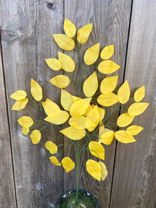 FICUS SPRAY YELLOW (BUNDLE6)   85352-YEL