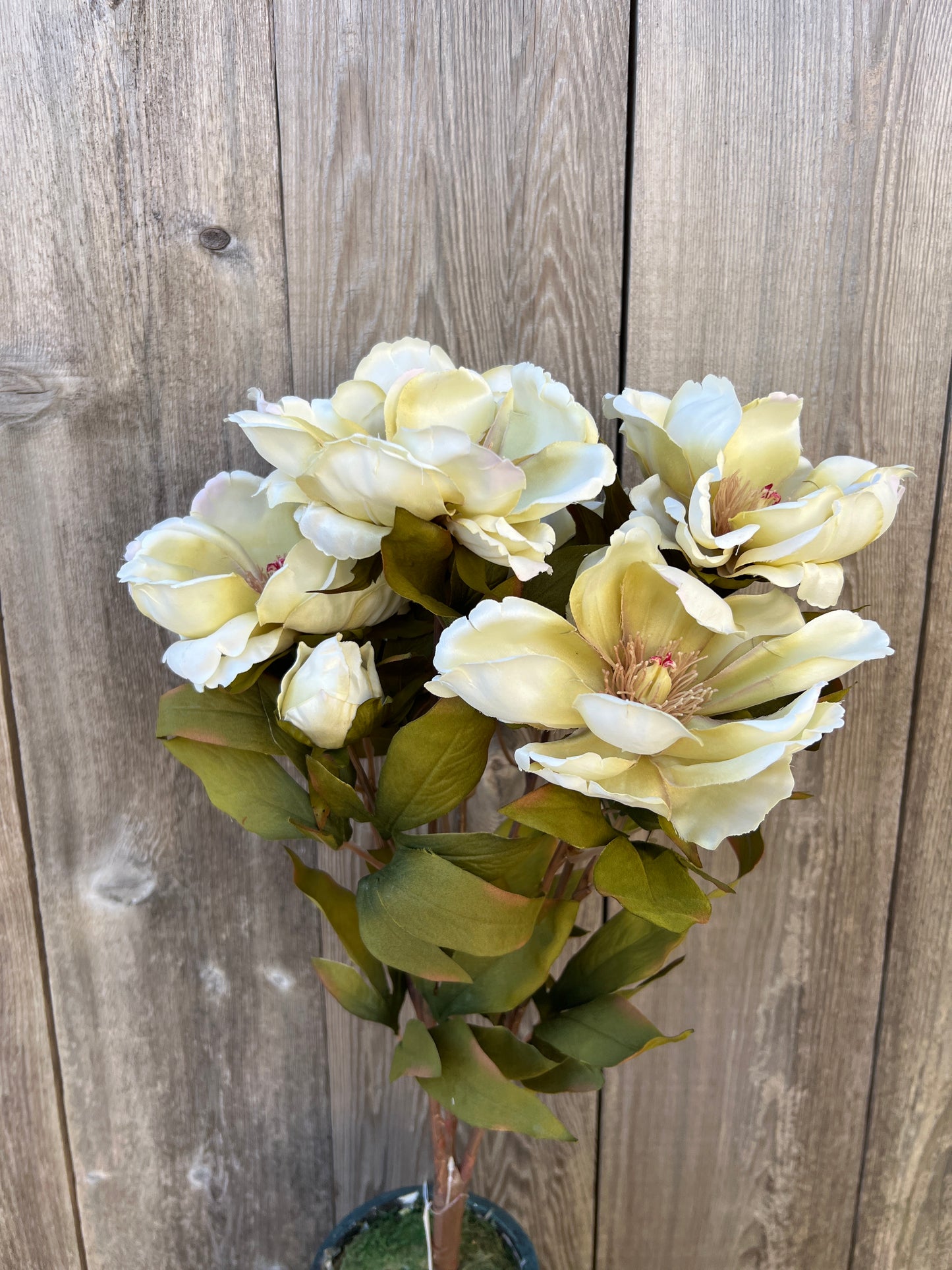 MAGNOLIA BUSH   52371-BEIGE
