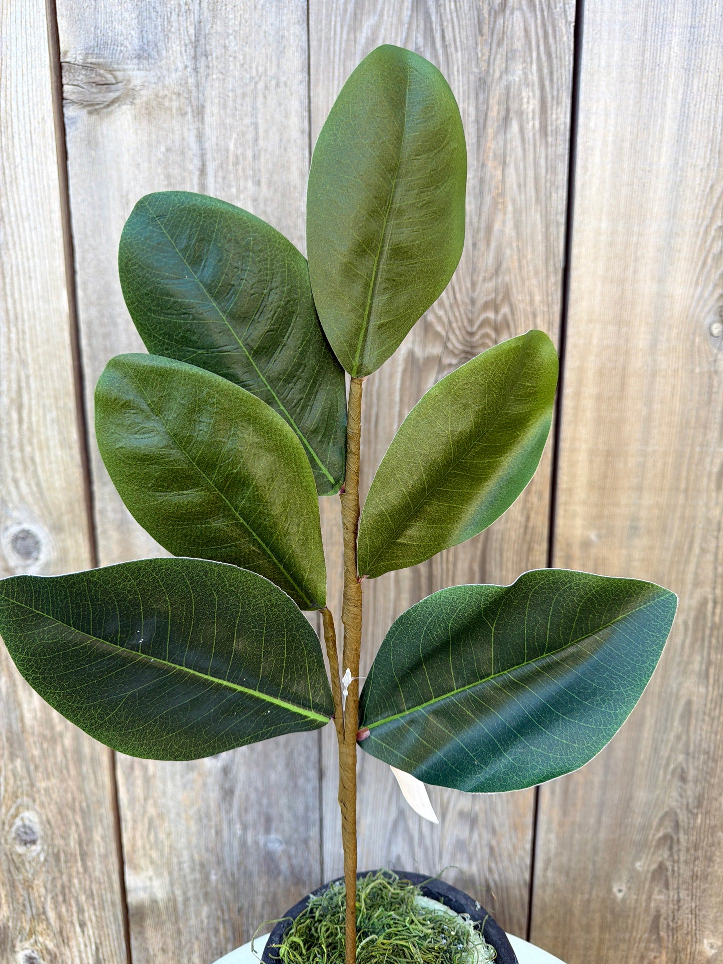 Sweetbay Magnolia  Leaves    30355